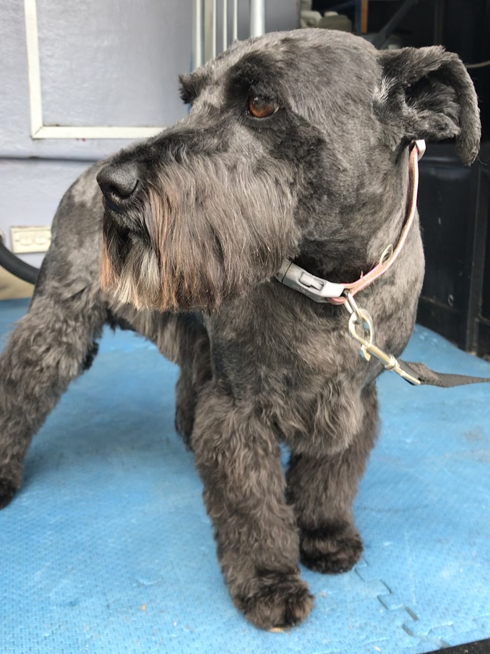 Clippers Dog Grooming by Thera — Pet Groomers