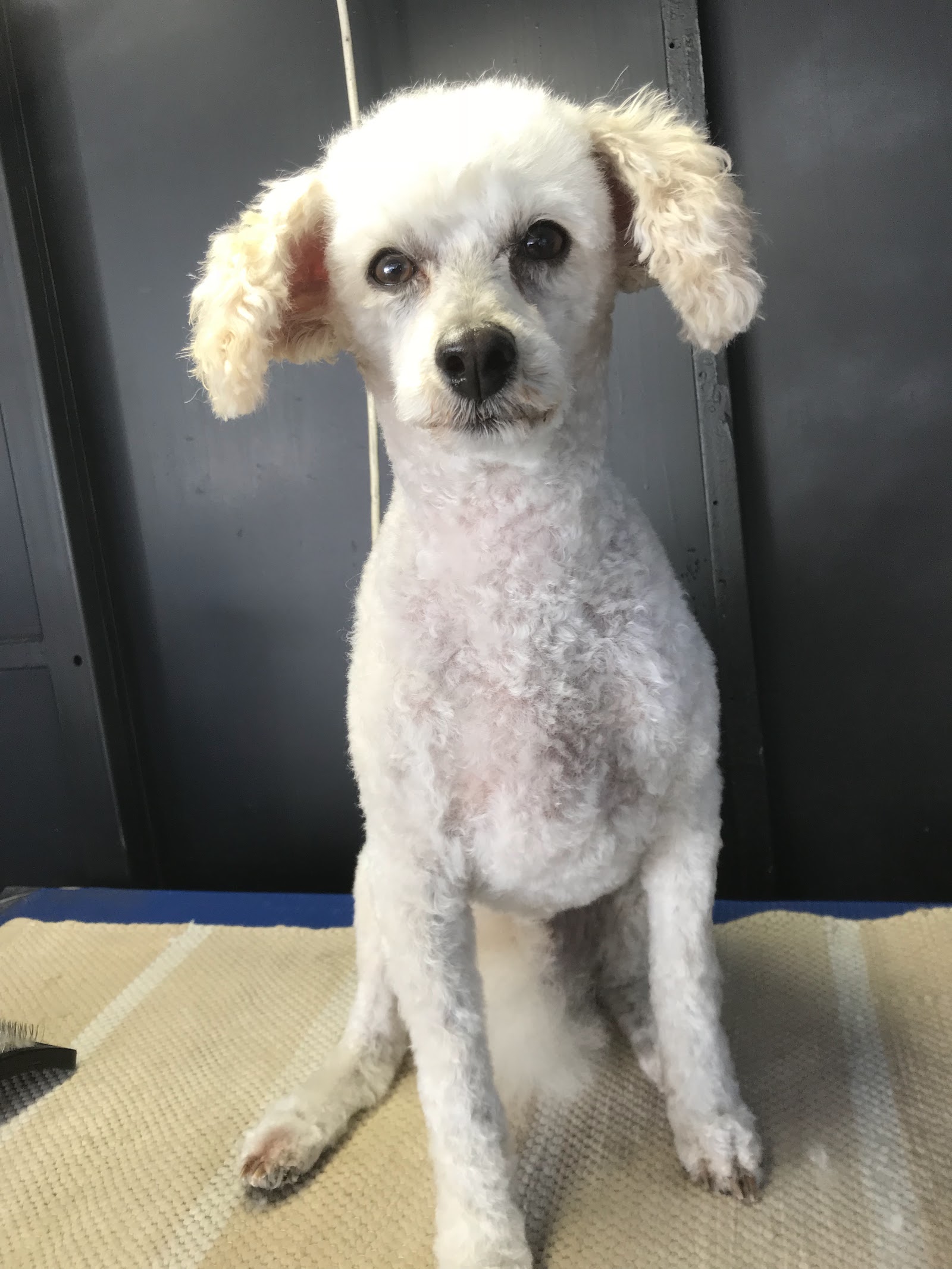 Clippers Dog Grooming by Thera