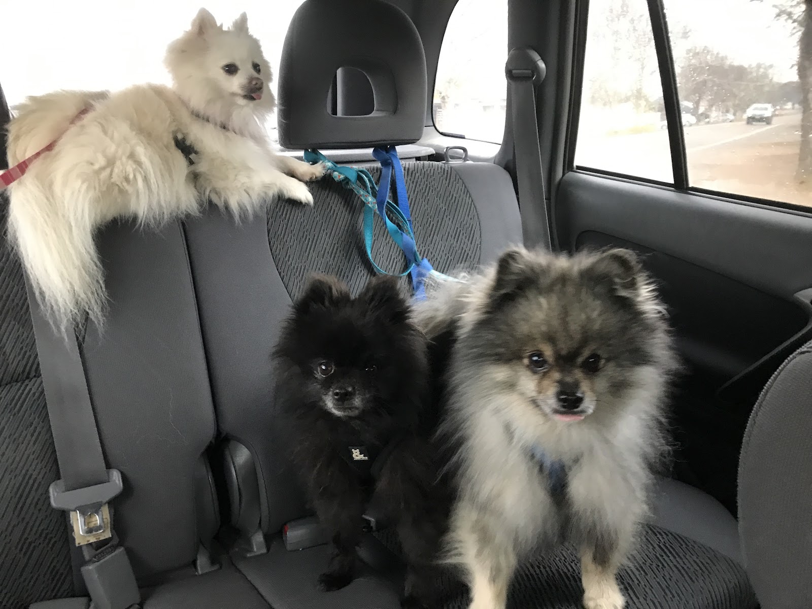 Clippers Dog Grooming by Thera