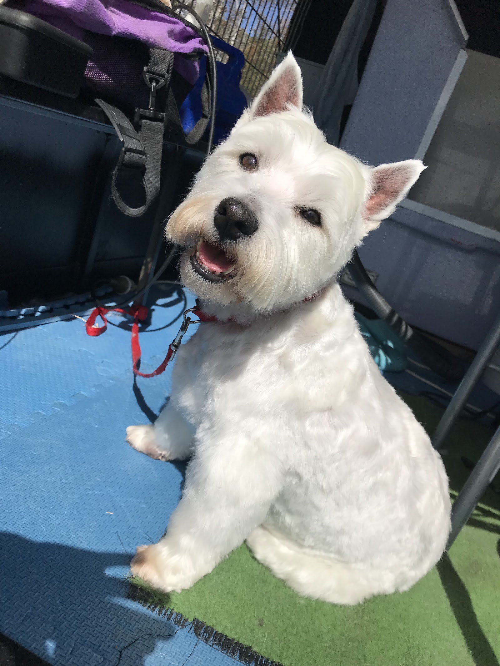 Clippers Dog Grooming by Thera