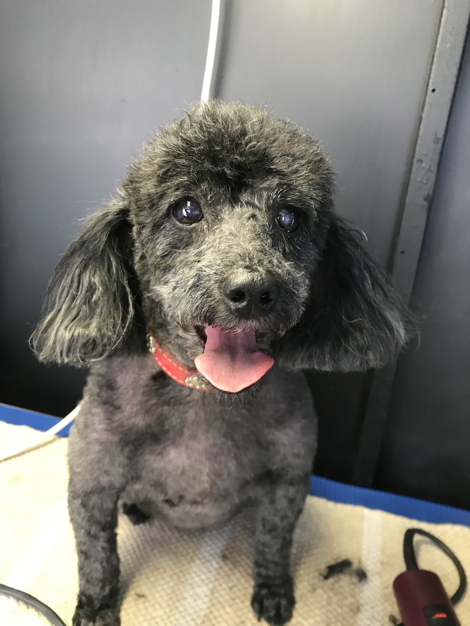 Clippers Dog Grooming by Thera