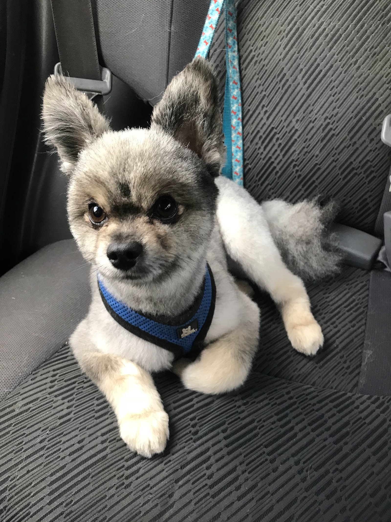 Clippers Dog Grooming by Thera