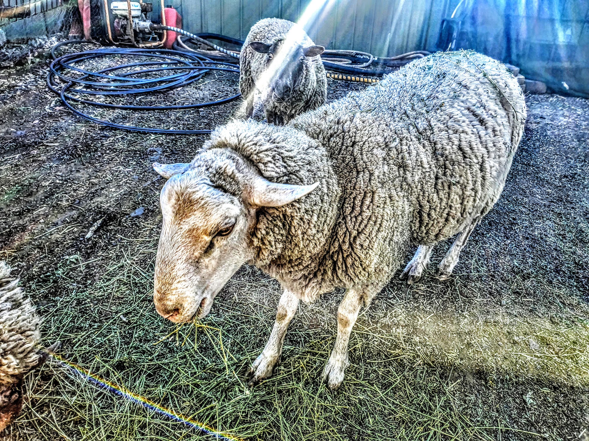 The Cattle Shop — Pet Groomers