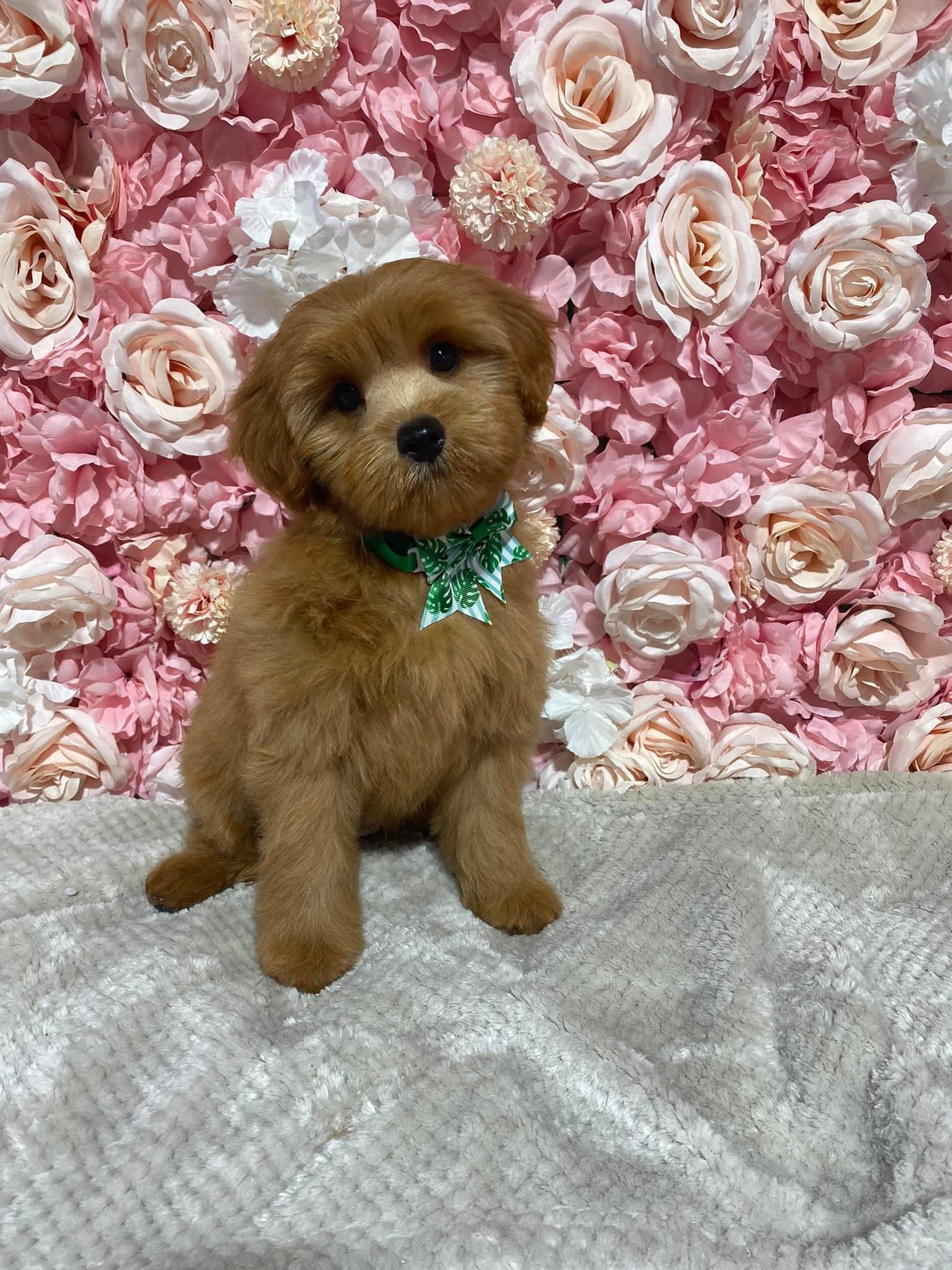 Fluffy & Co. Professional Pet Grooming Goulburn — Pet Groomers
