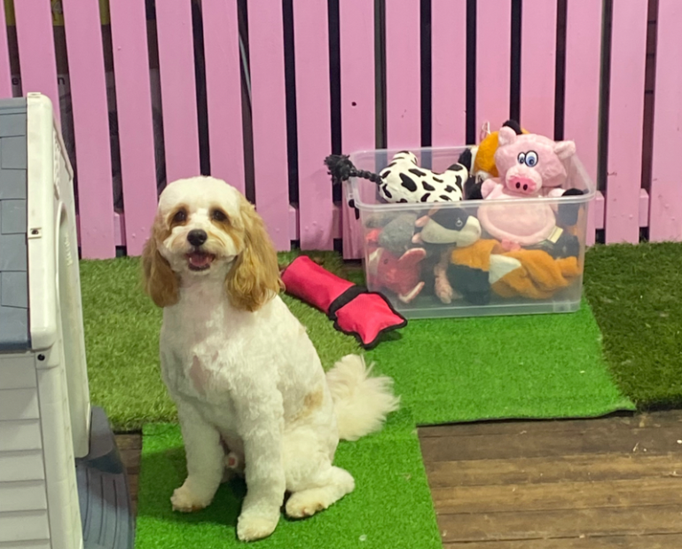 Fluffy & Co. Professional Pet Grooming Goulburn