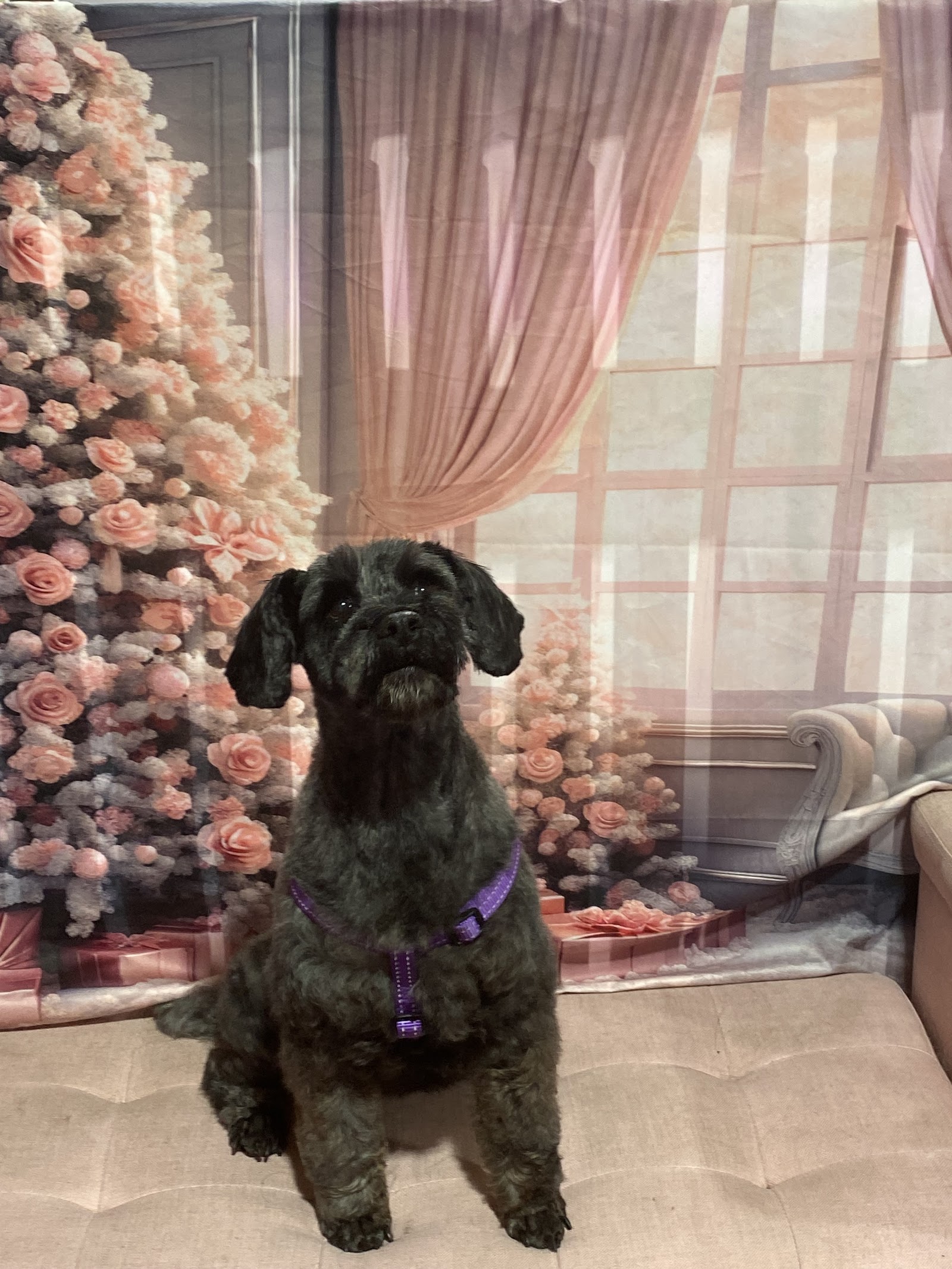 Fluffy & Co. Professional Pet Grooming Goulburn