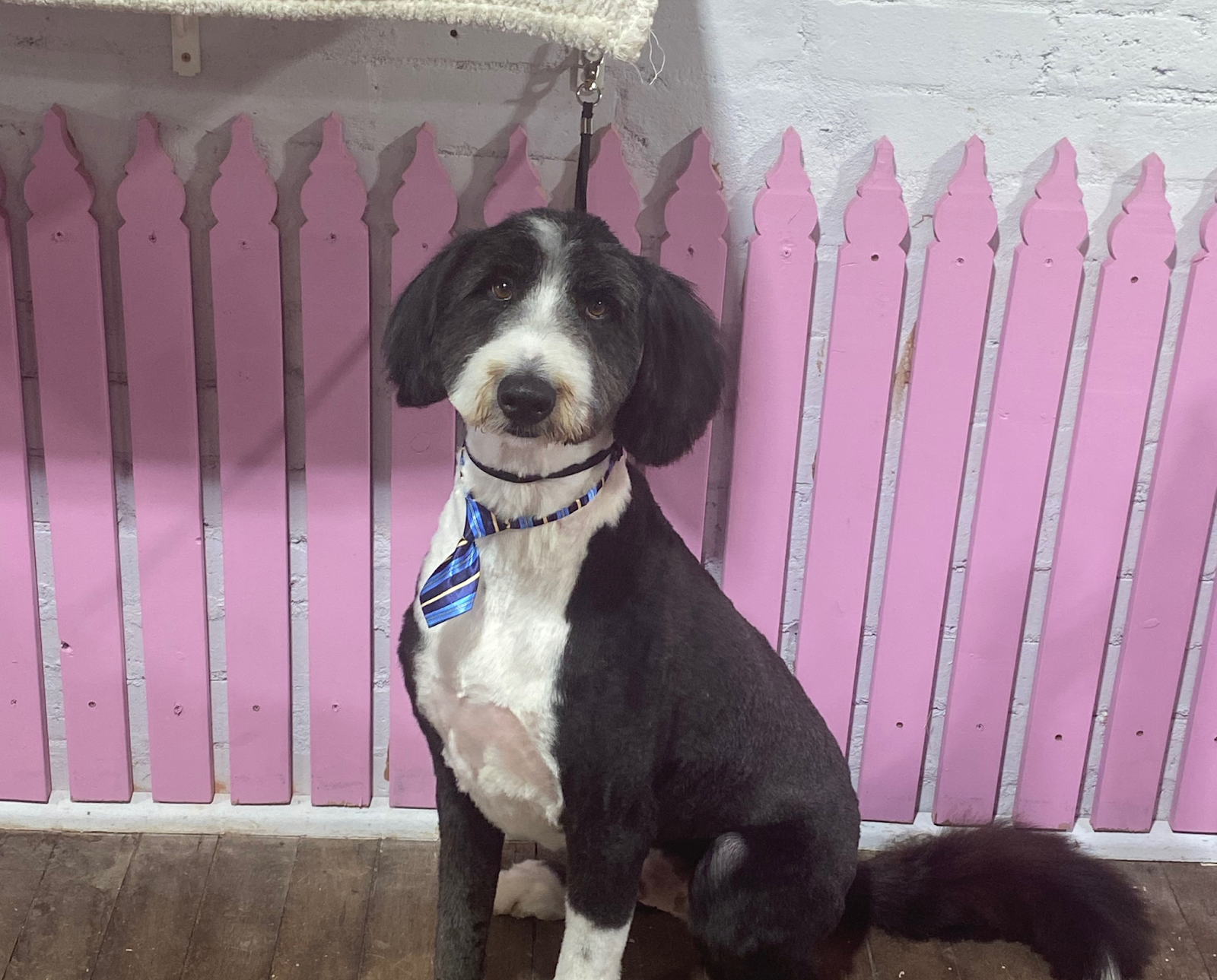 Fluffy & Co. Professional Pet Grooming Goulburn