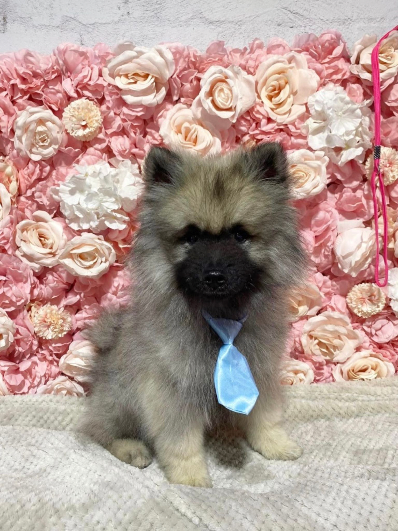 Fluffy & Co. Professional Pet Grooming Goulburn