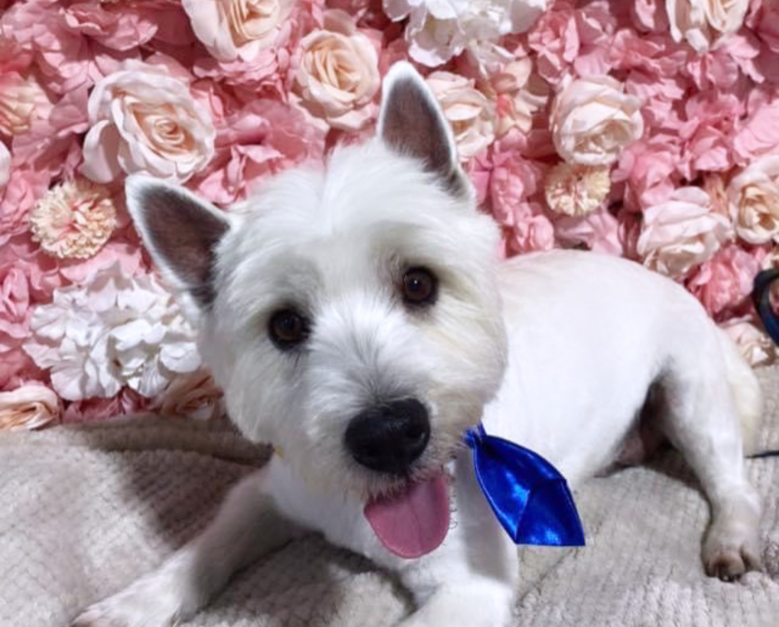 Fluffy & Co. Professional Pet Grooming Goulburn