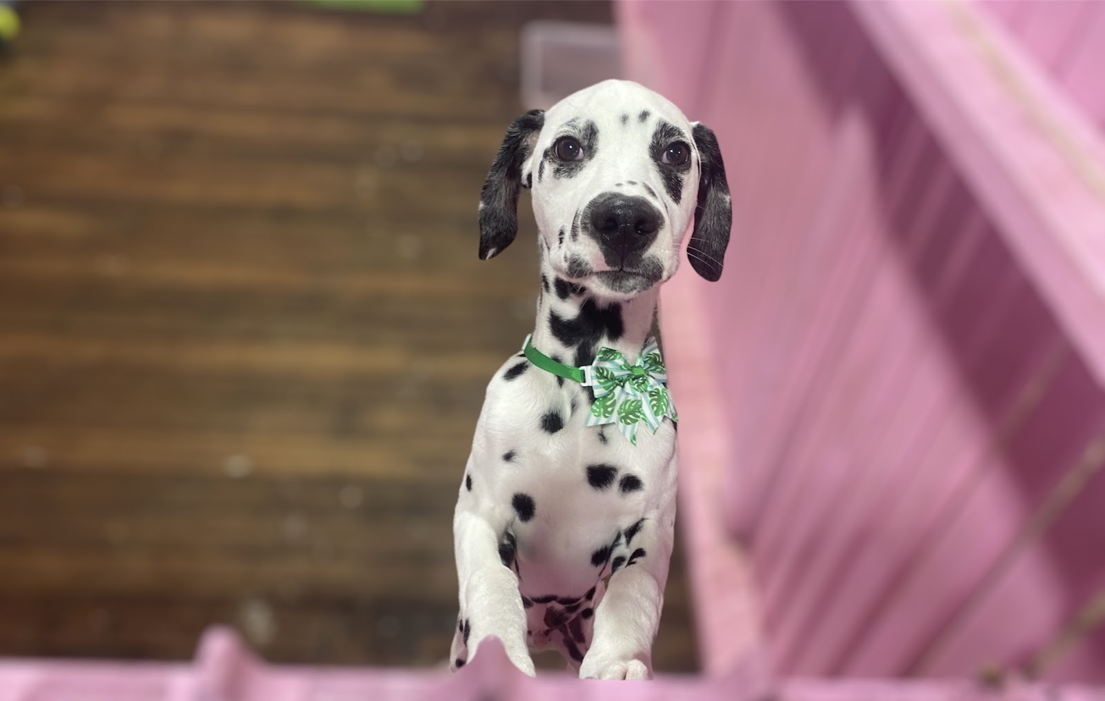 Fluffy & Co. Professional Pet Grooming Goulburn