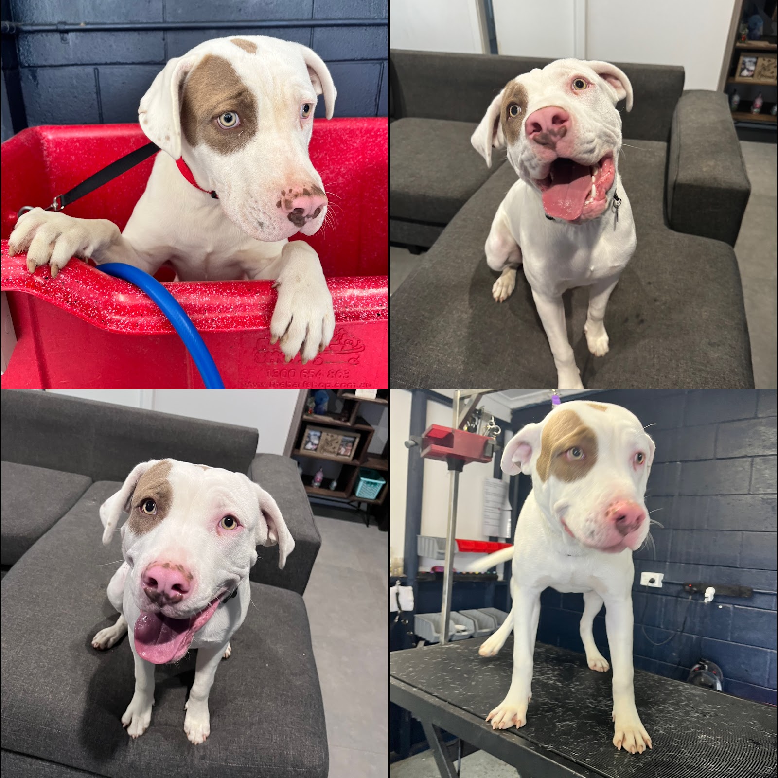 B’s WoofPack Escape — Pet Groomers