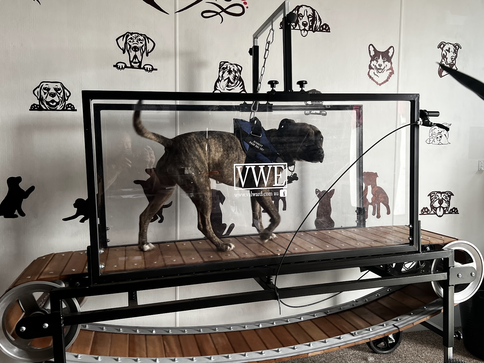 B’s WoofPack Escape