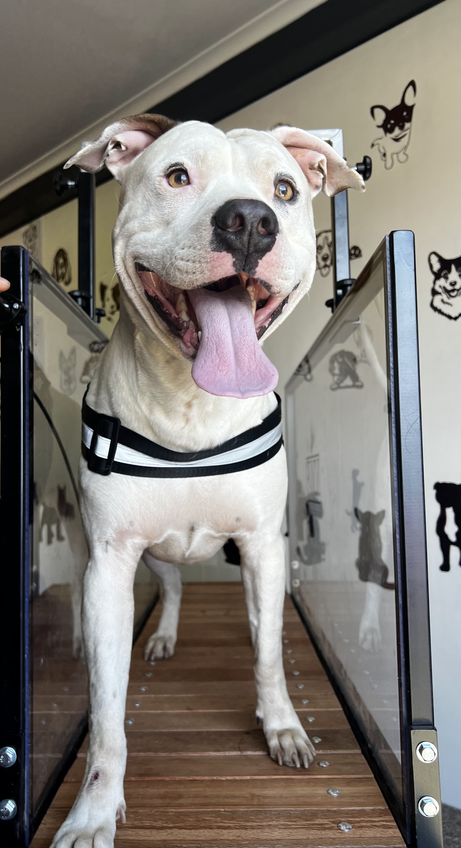 B’s WoofPack Escape