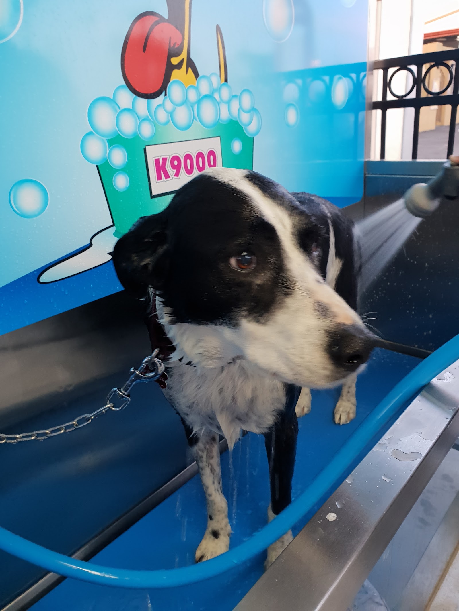 Goulburn Car & Dog Wash