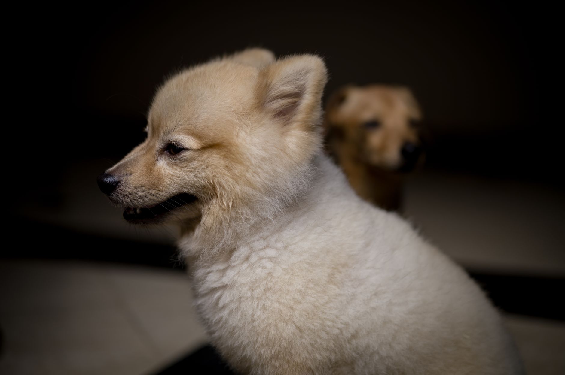 Yass Valley Stockfeeds — Pet Groomers
