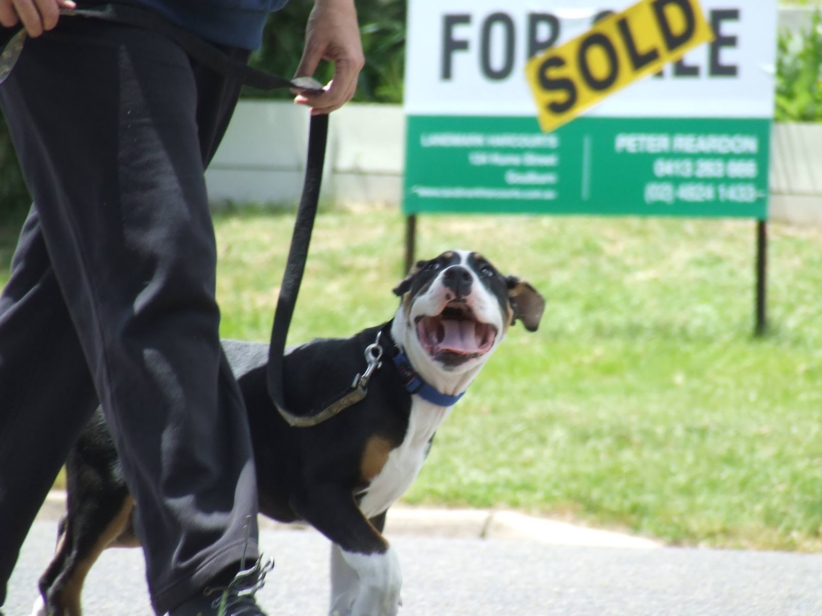 Leadership Dog Training — Pet Groomers