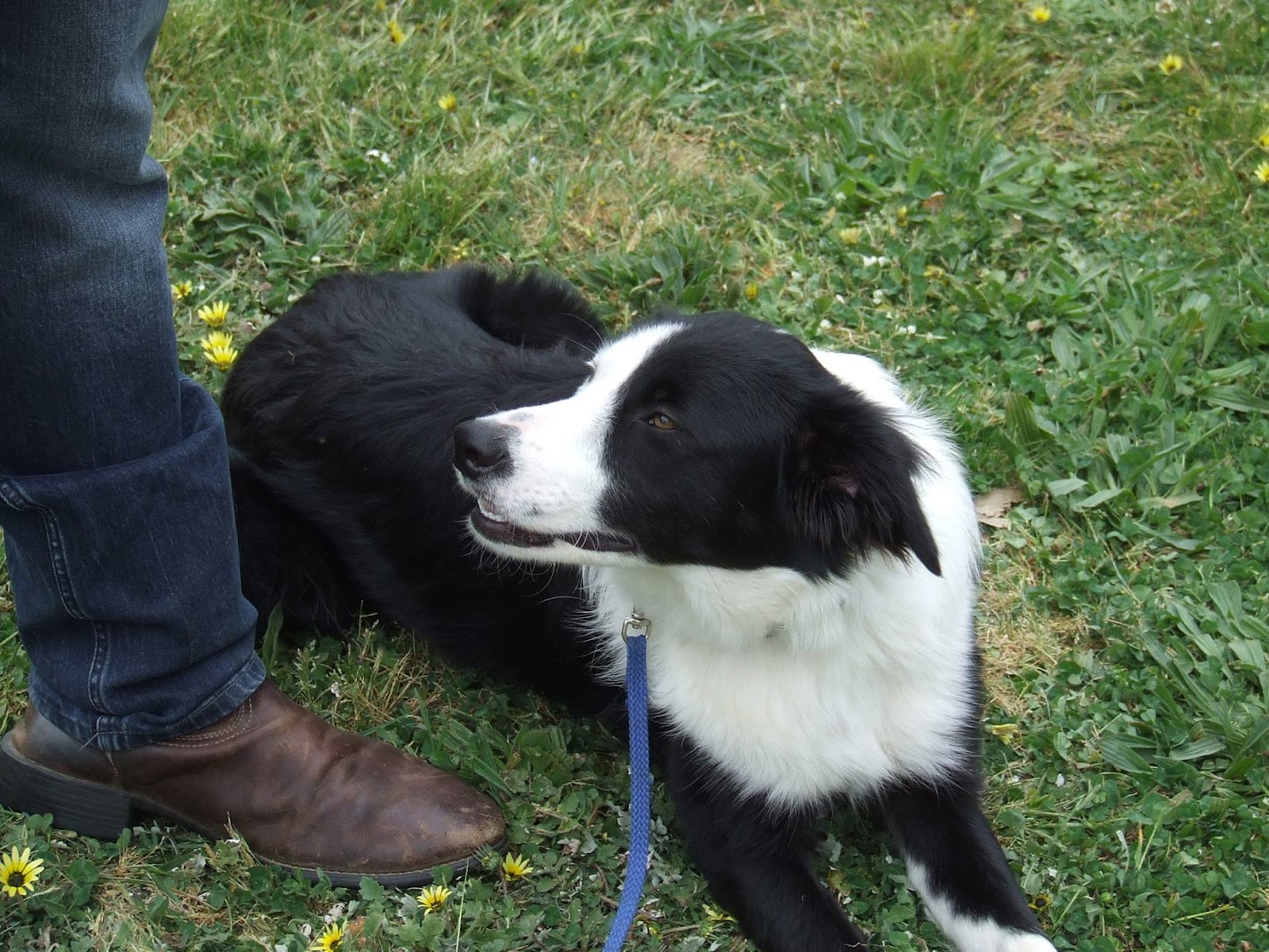 Leadership Dog Training