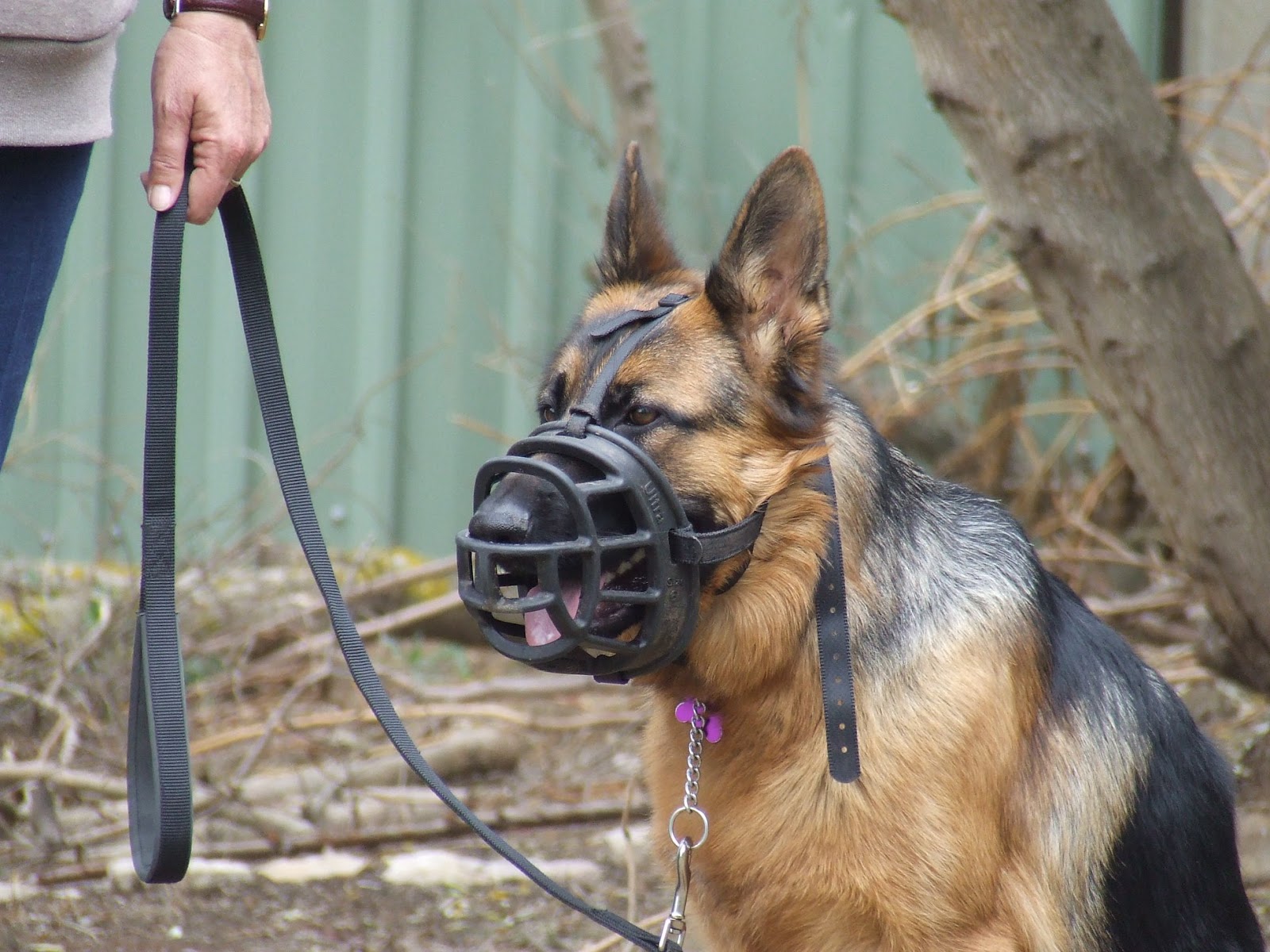 Leadership Dog Training