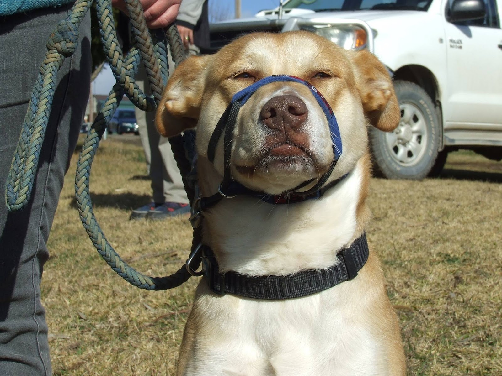 Leadership Dog Training