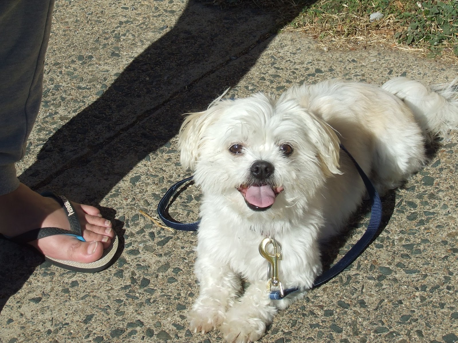 Leadership Dog Training