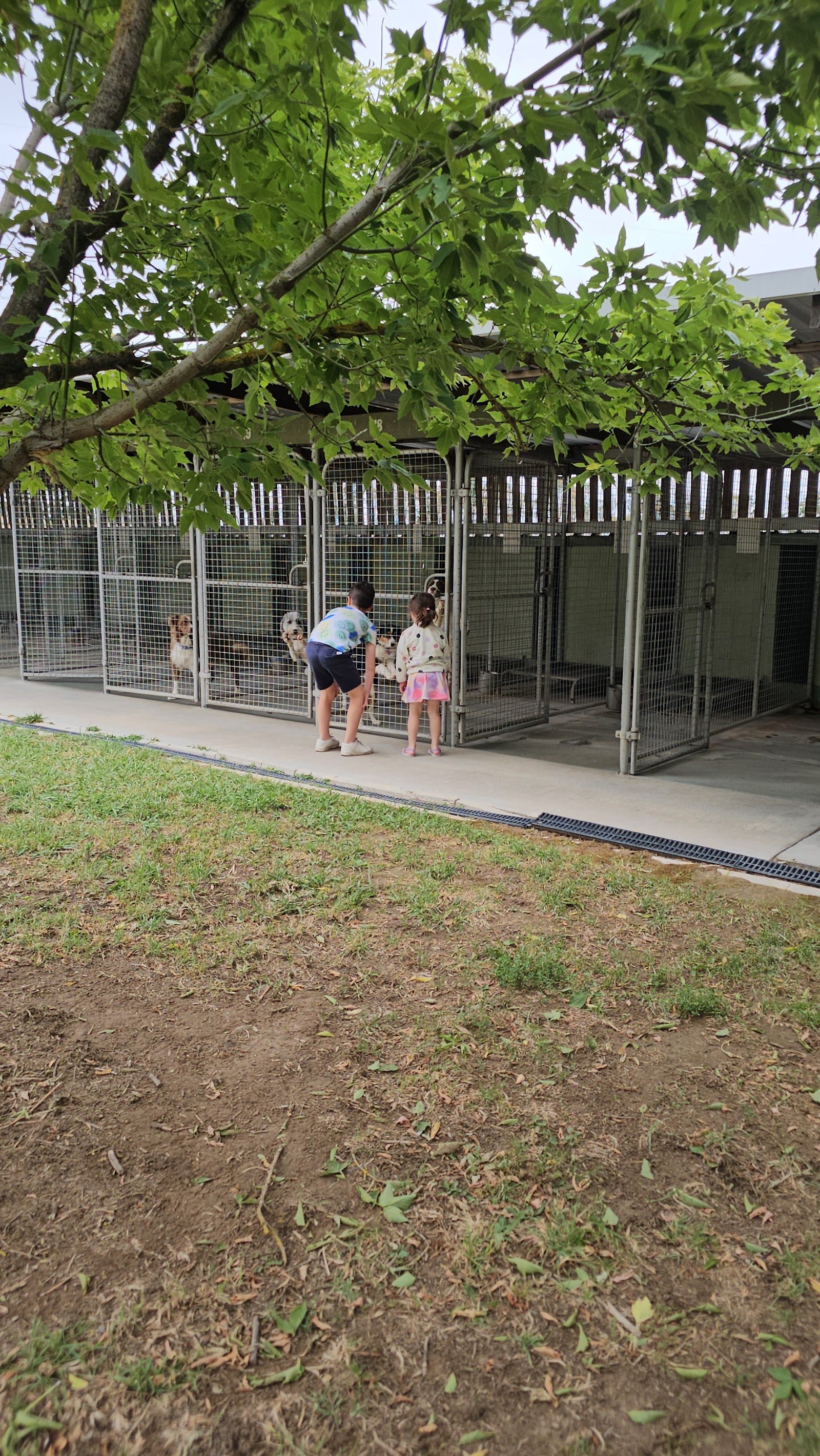 The Dogotel & Purrrfect Cattery — Pet Groomers
