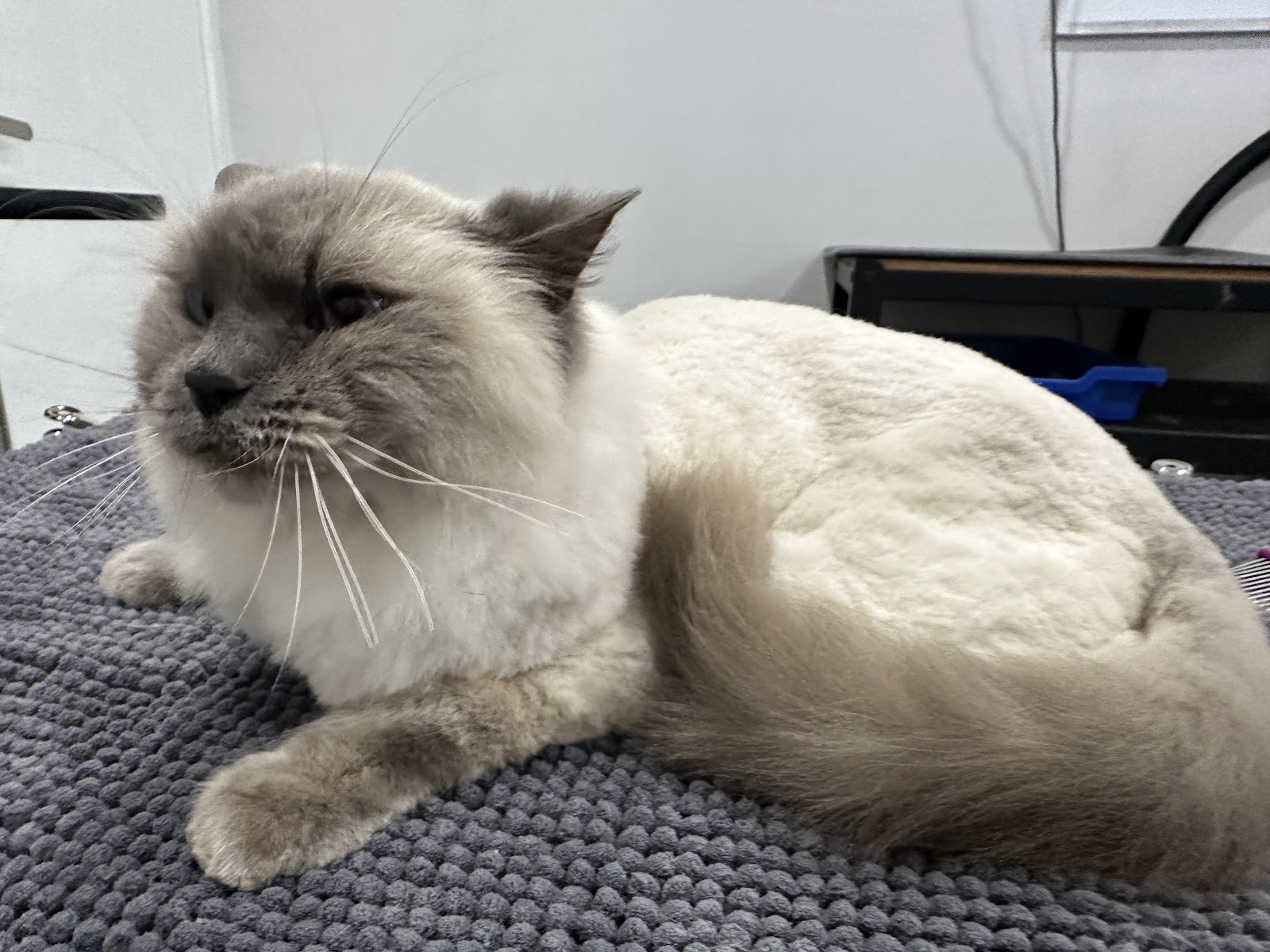 Kitten-Caboodle cat grooming salon — Pet Groomers