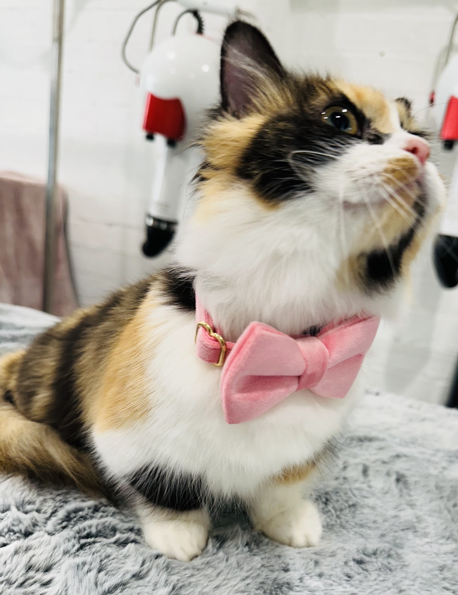 Kitten-Caboodle cat grooming salon