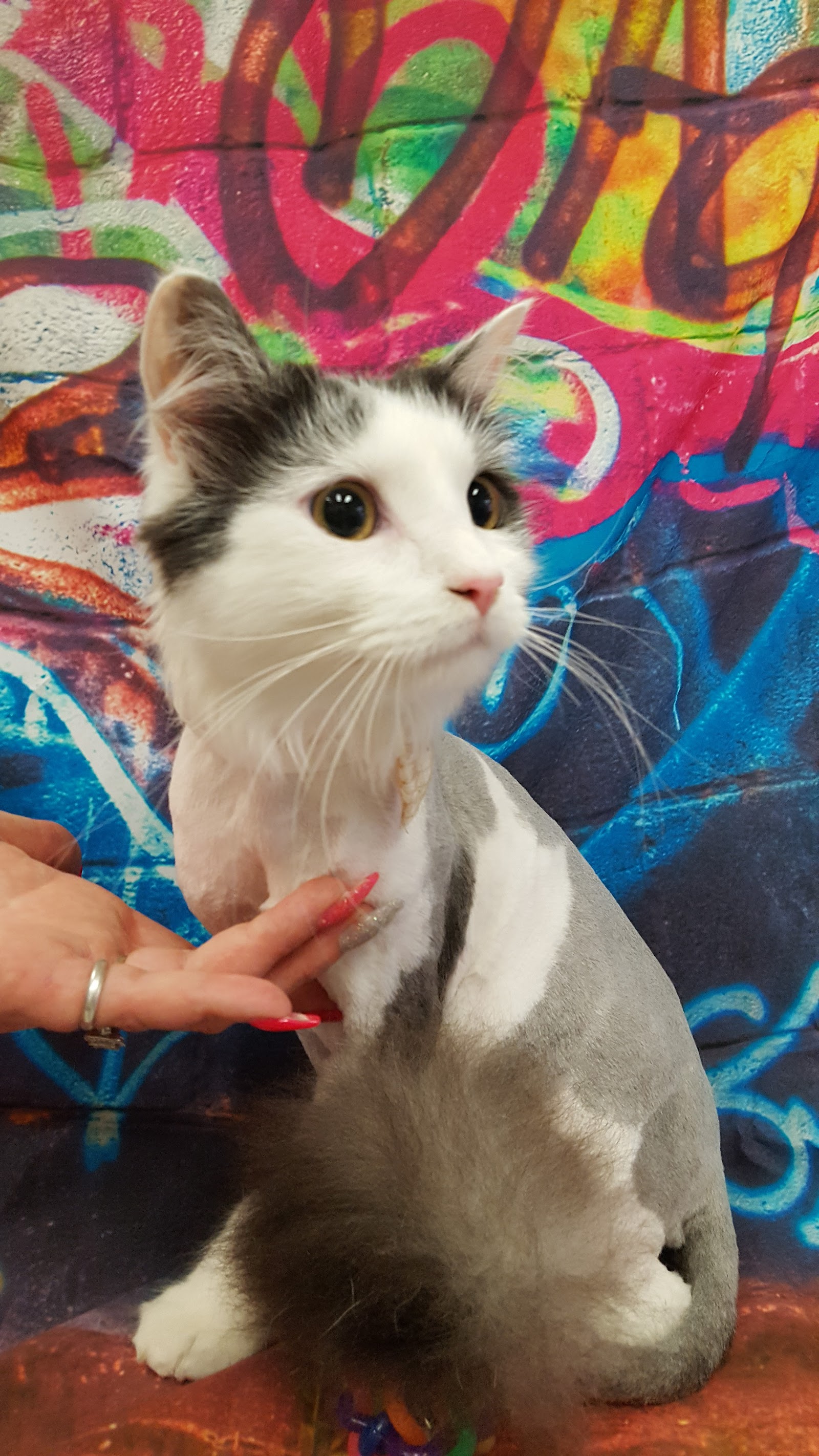 Kitten-Caboodle cat grooming salon