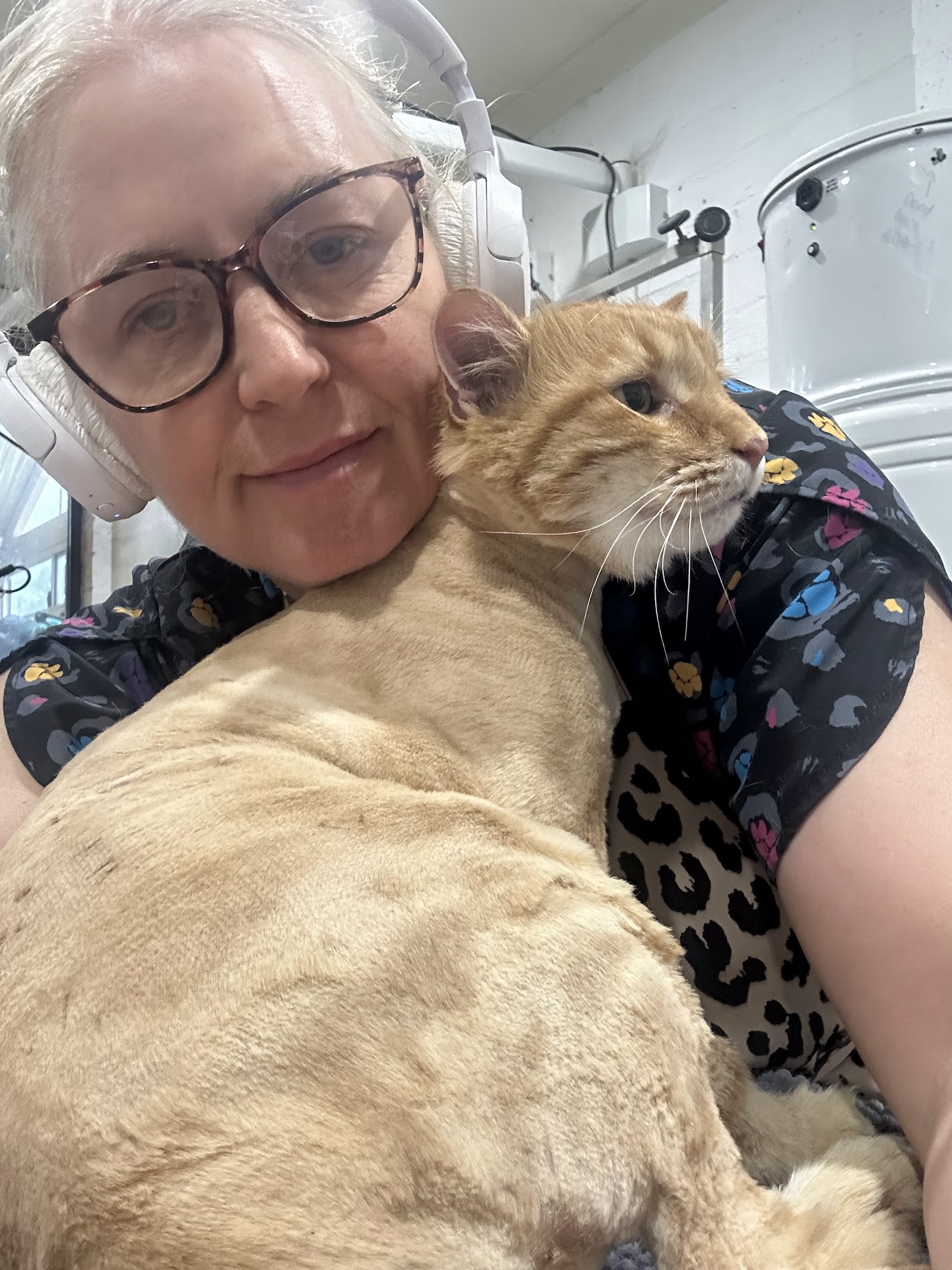 Kitten-Caboodle cat grooming salon