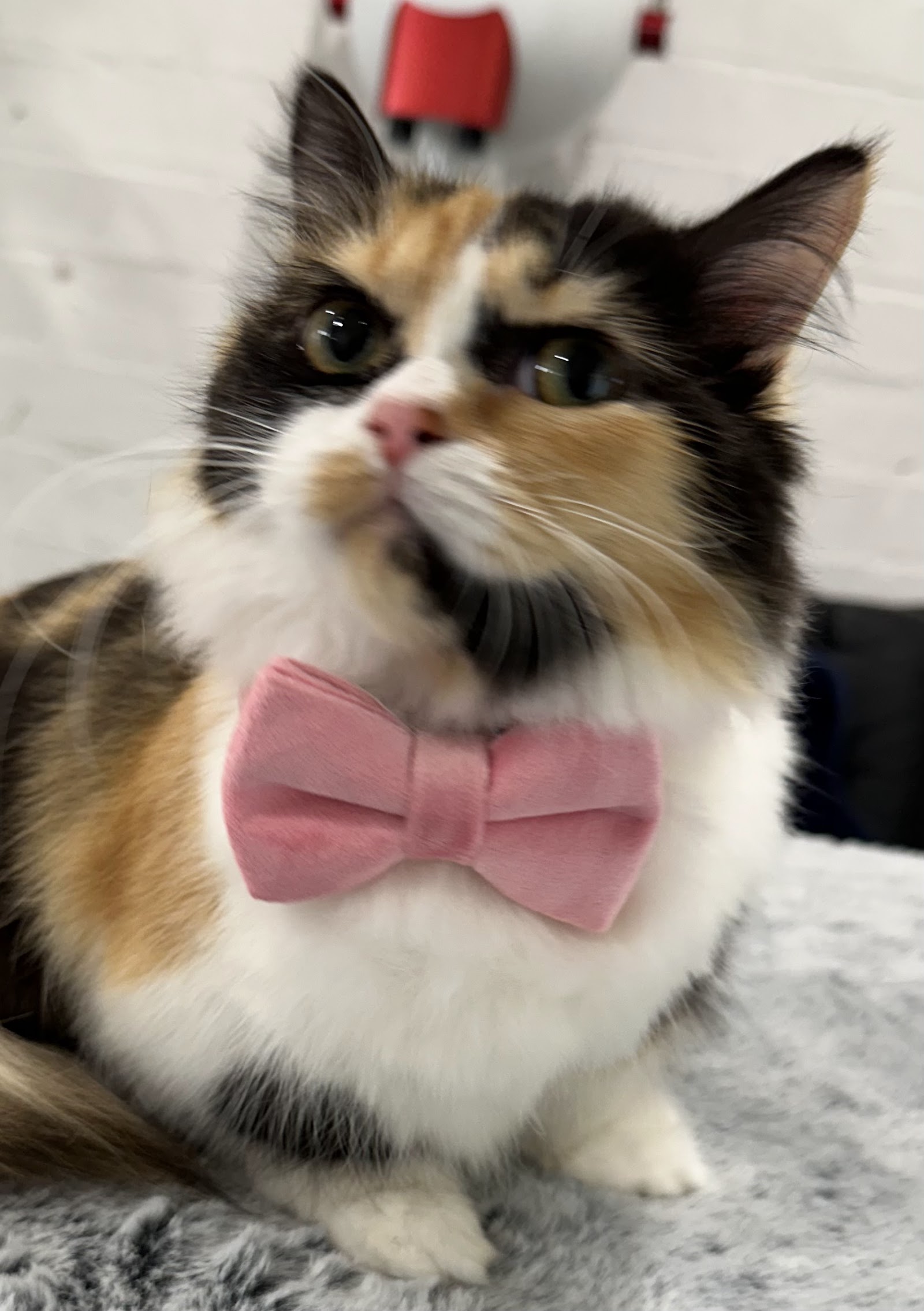 Kitten-Caboodle cat grooming salon