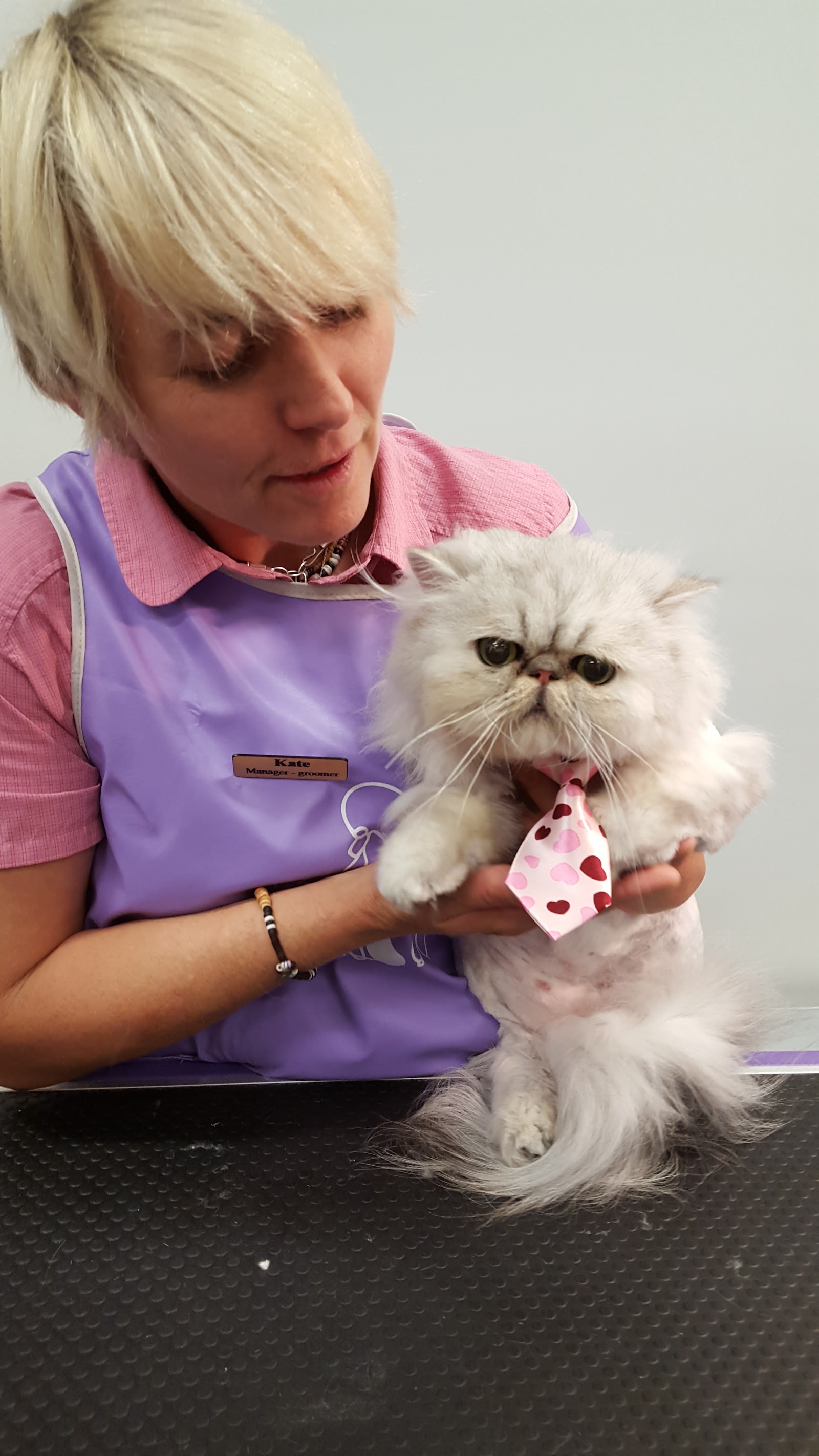 Kitten-Caboodle cat grooming salon