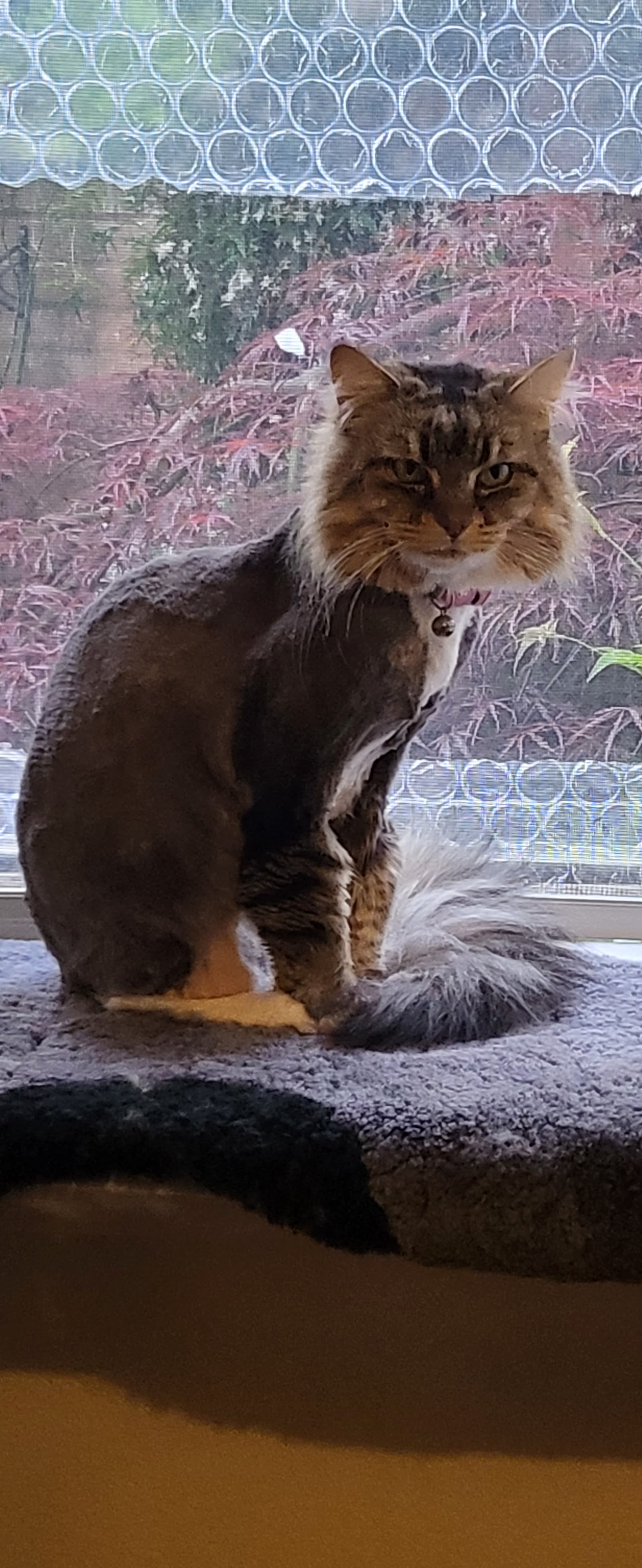 Kitten-Caboodle cat grooming salon