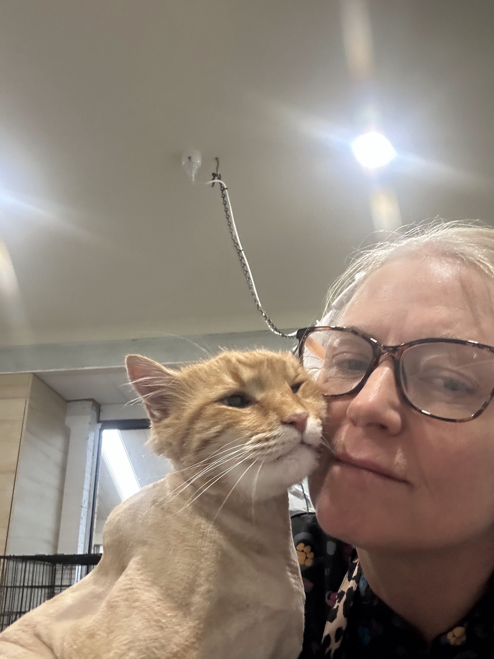 Kitten-Caboodle cat grooming salon
