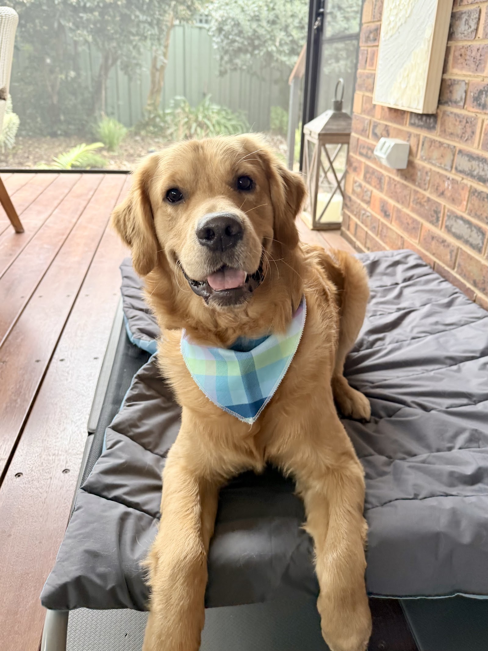 A Caring Touch Dog Grooming