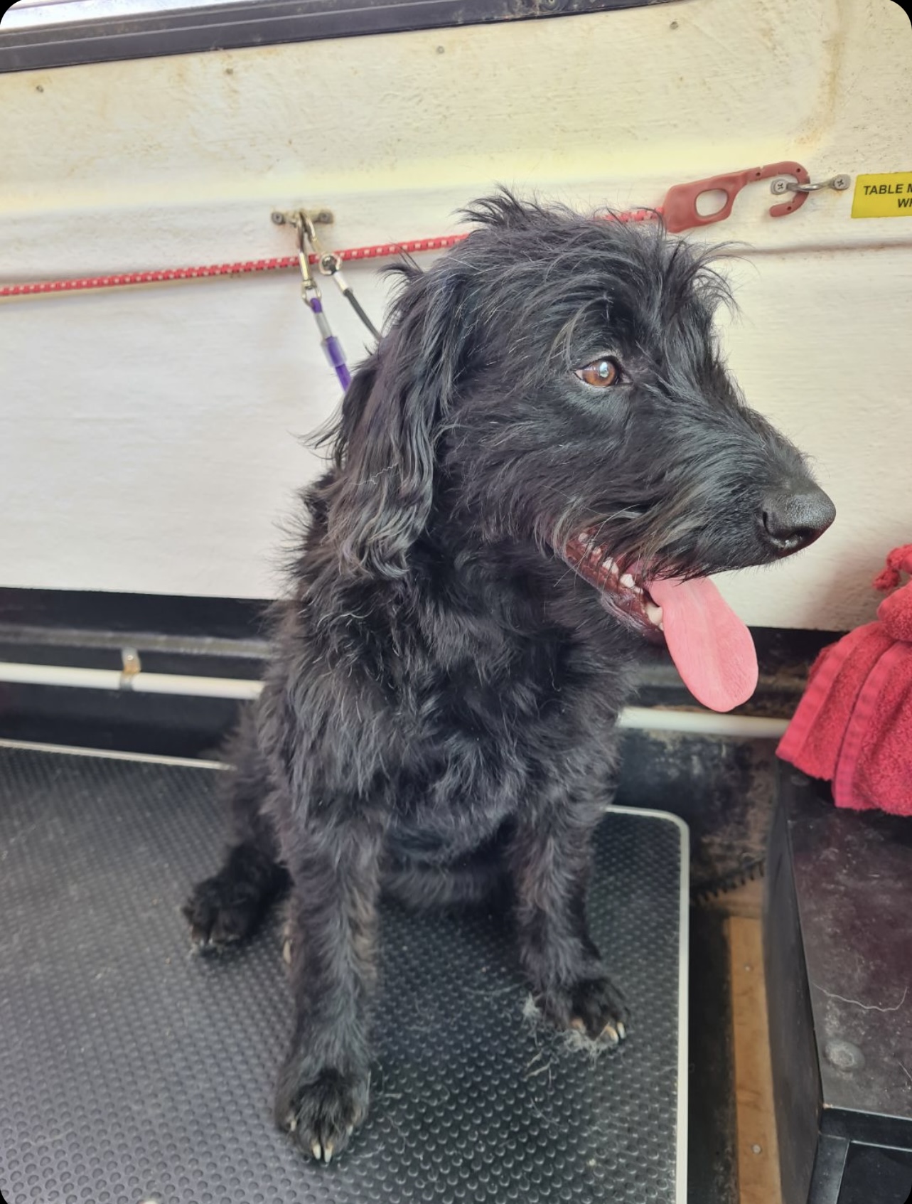 A Caring Touch Dog Grooming
