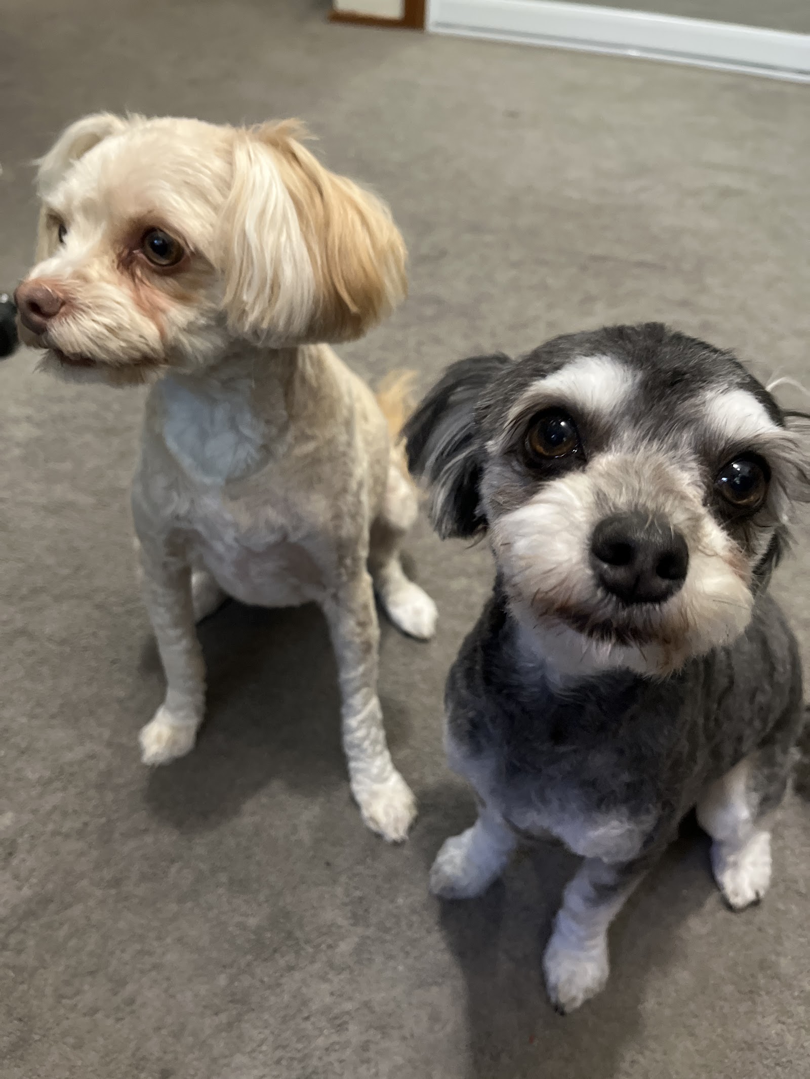 A Caring Touch Dog Grooming