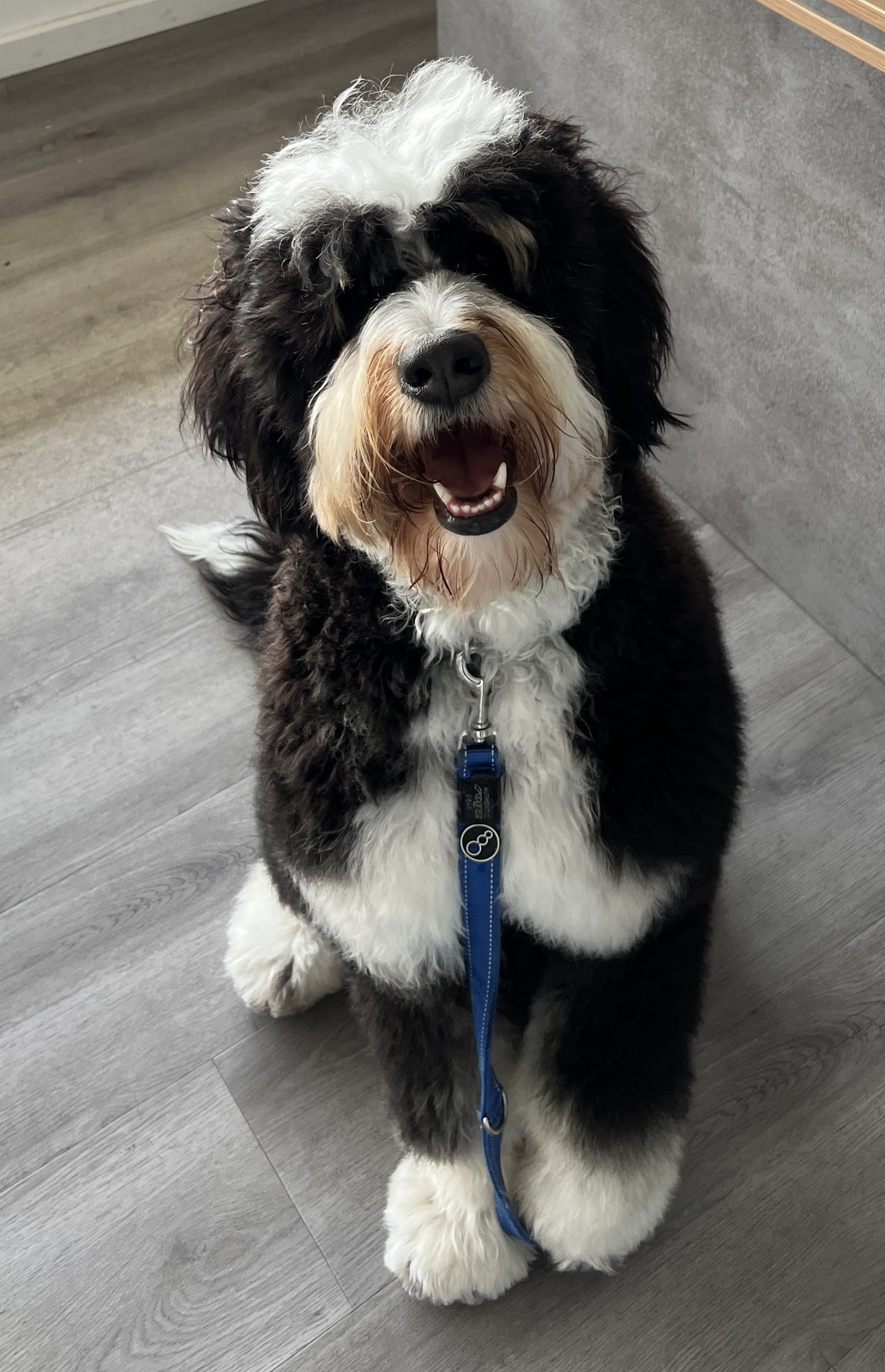 A Caring Touch Dog Grooming