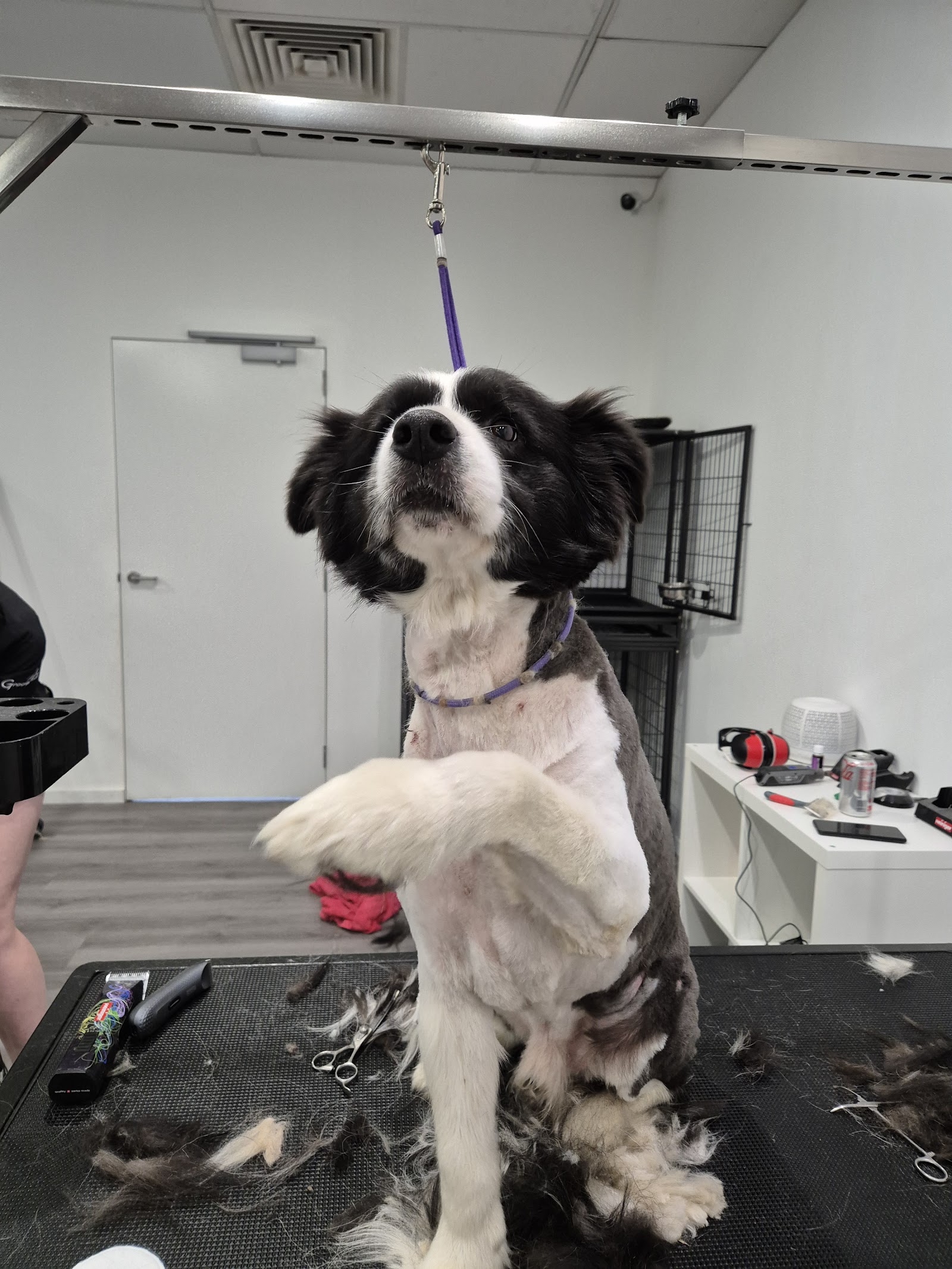 A Caring Touch Dog Grooming