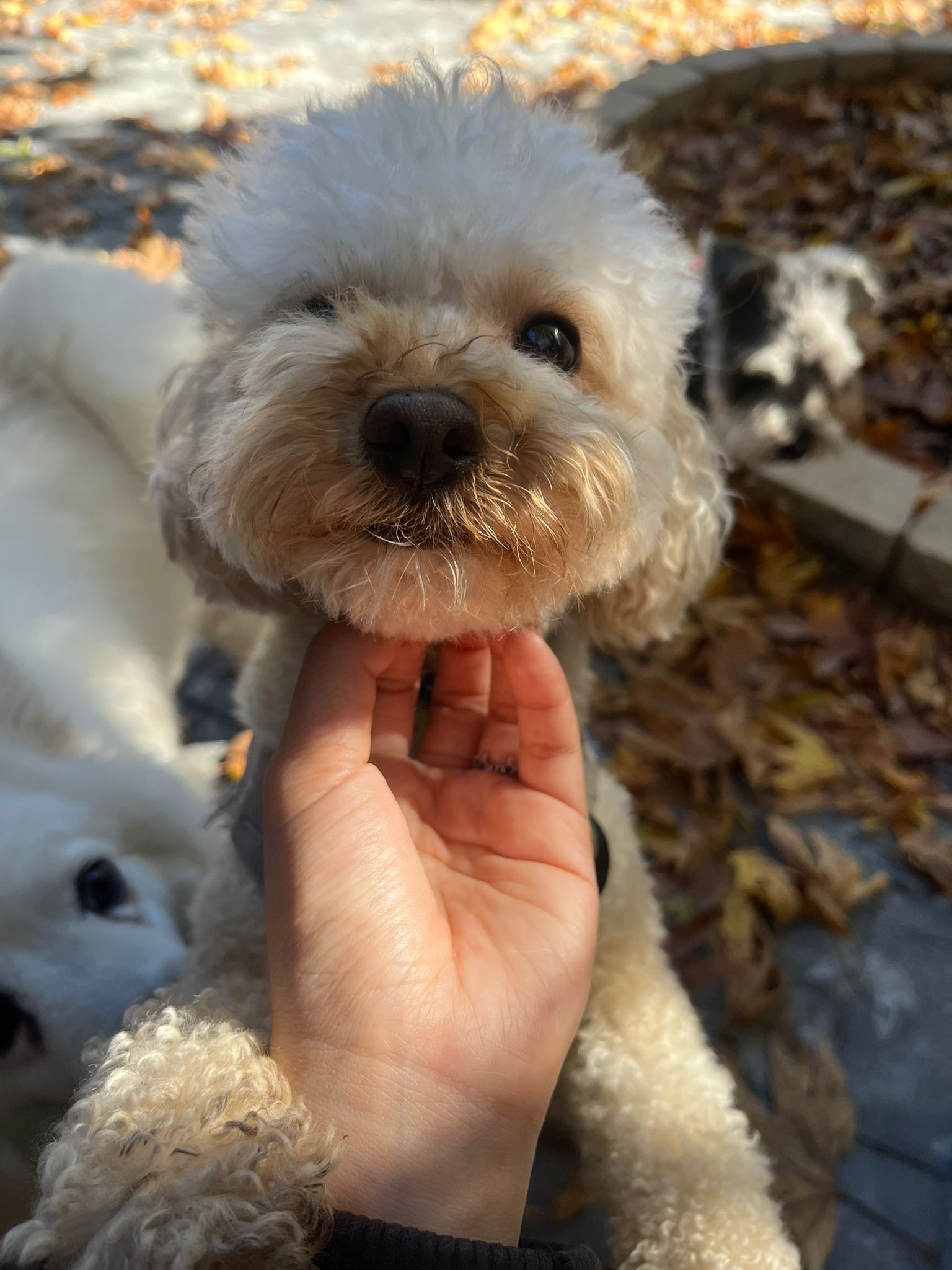 Furry Paws Dog boarding & Daycare