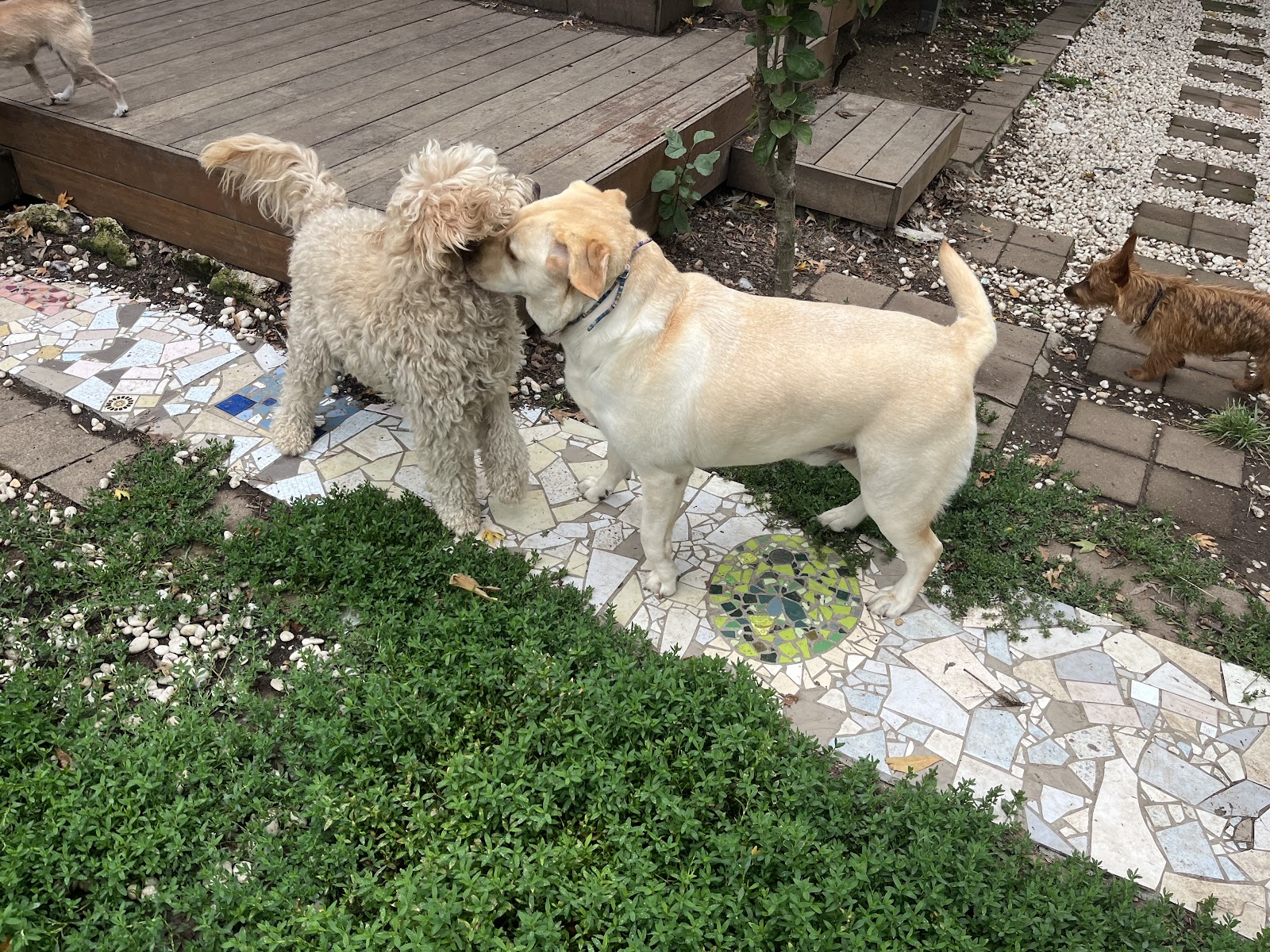 Furry Paws Dog boarding & Daycare