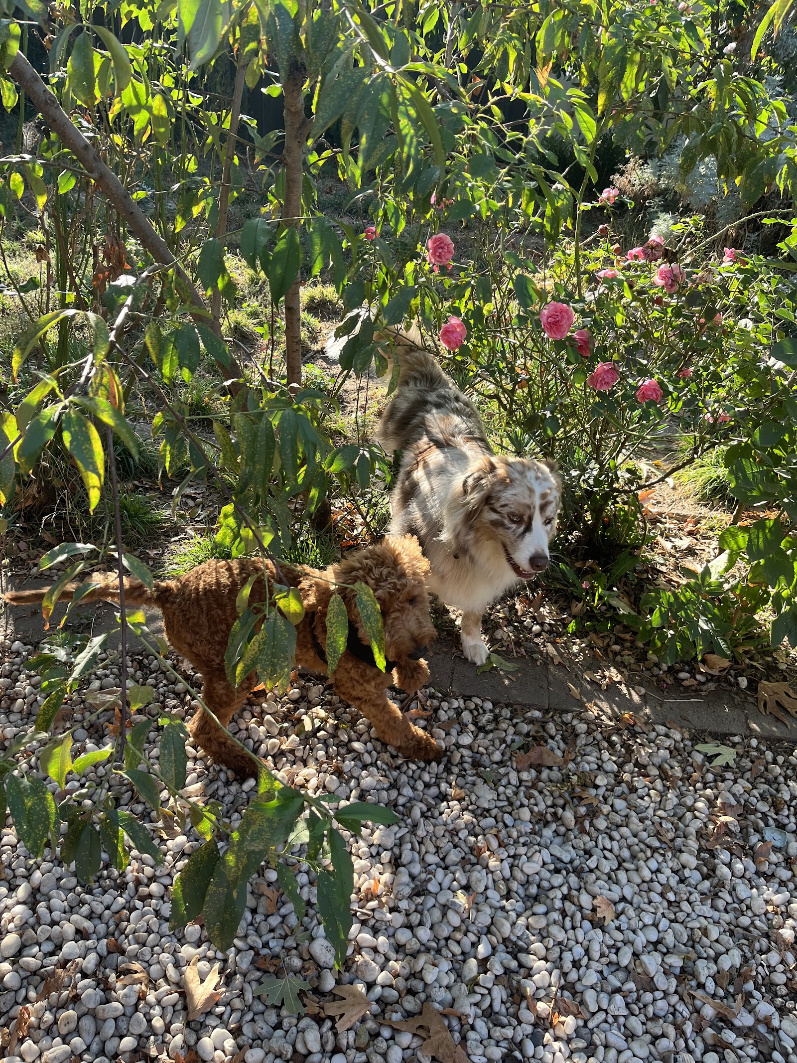 Furry Paws Dog boarding & Daycare