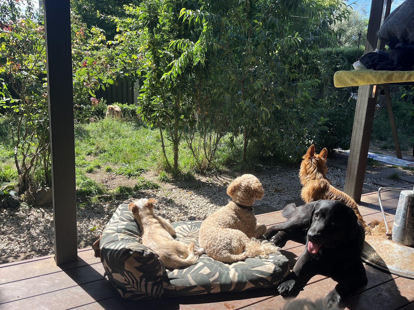 Furry Paws Dog boarding & Daycare