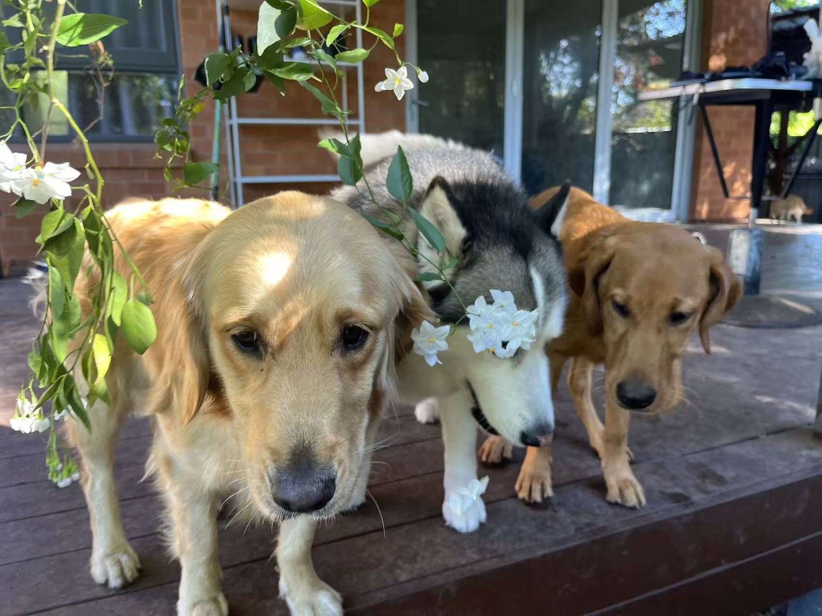 Furry Paws Dog boarding & Daycare