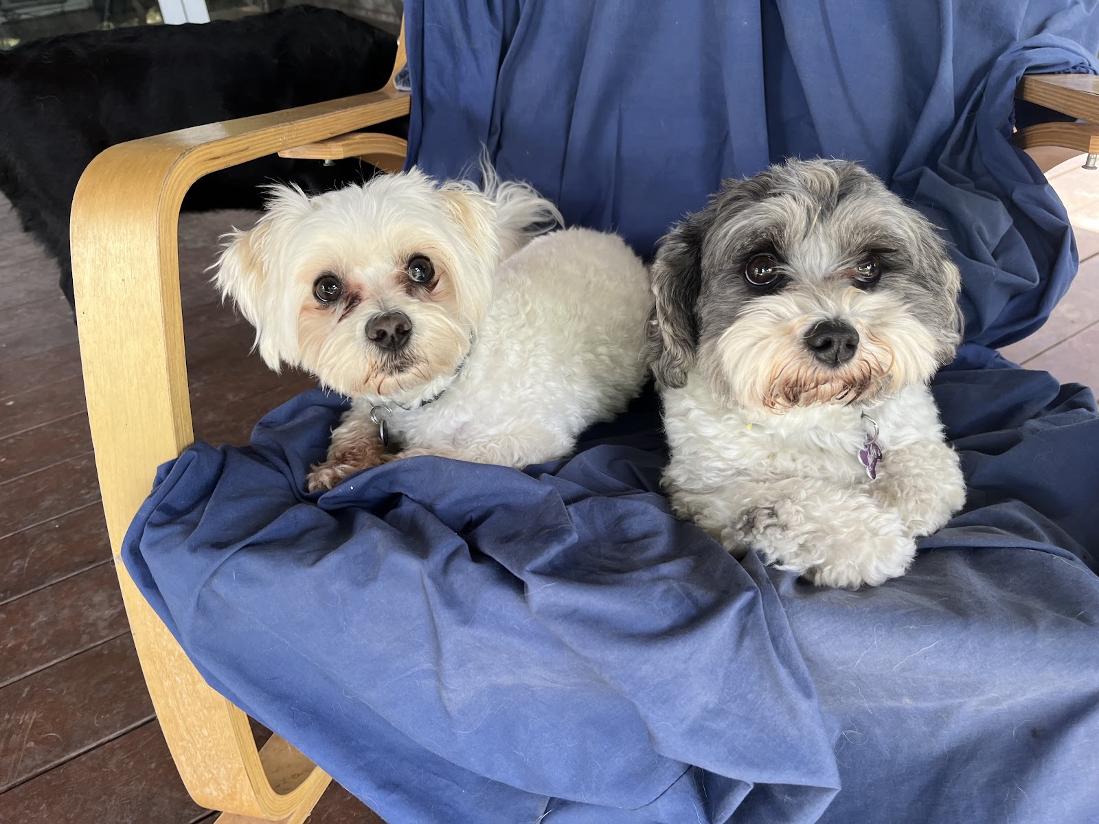 Furry Paws Dog boarding & Daycare