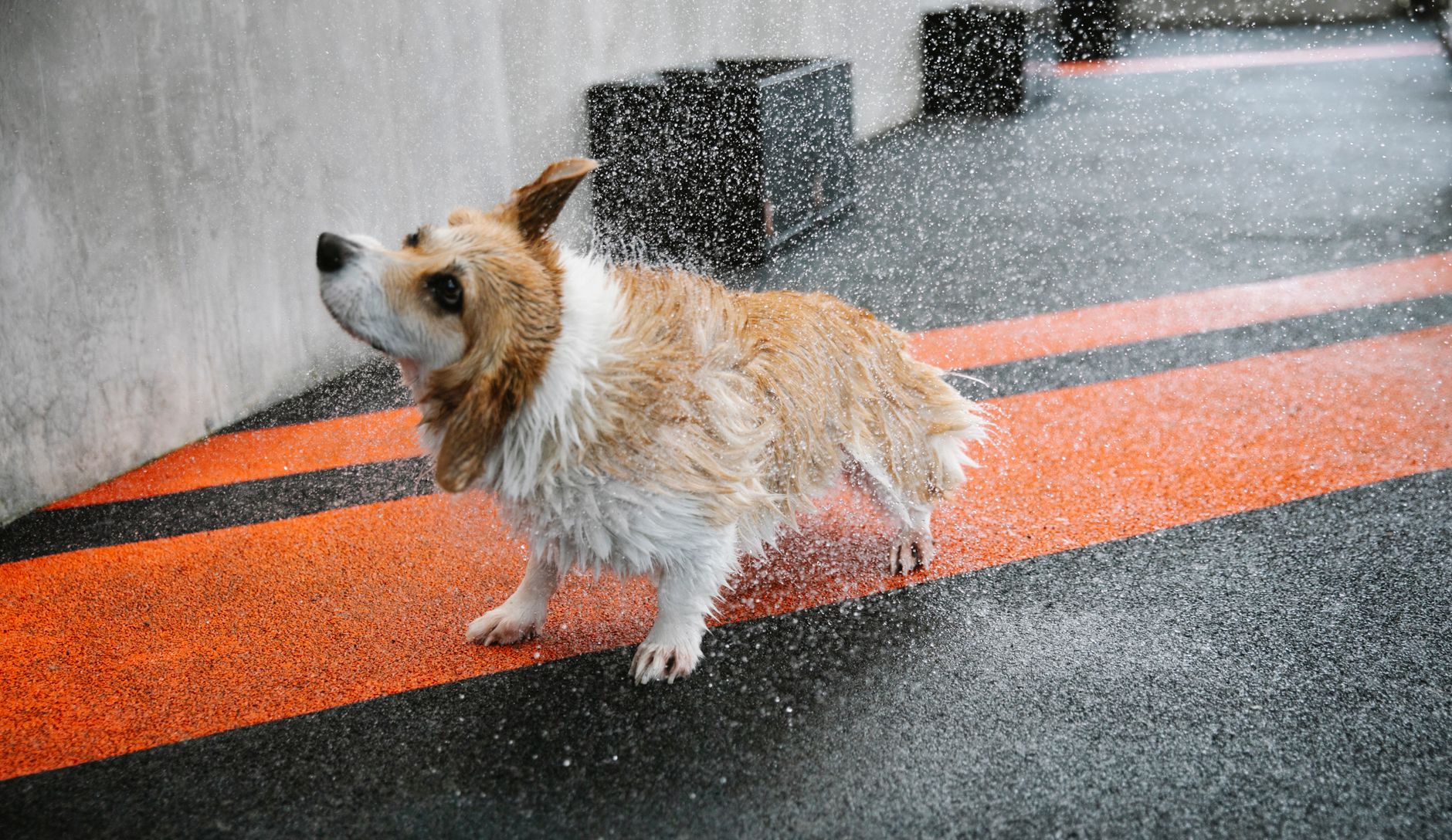Jim's Dog Wash Belconnen