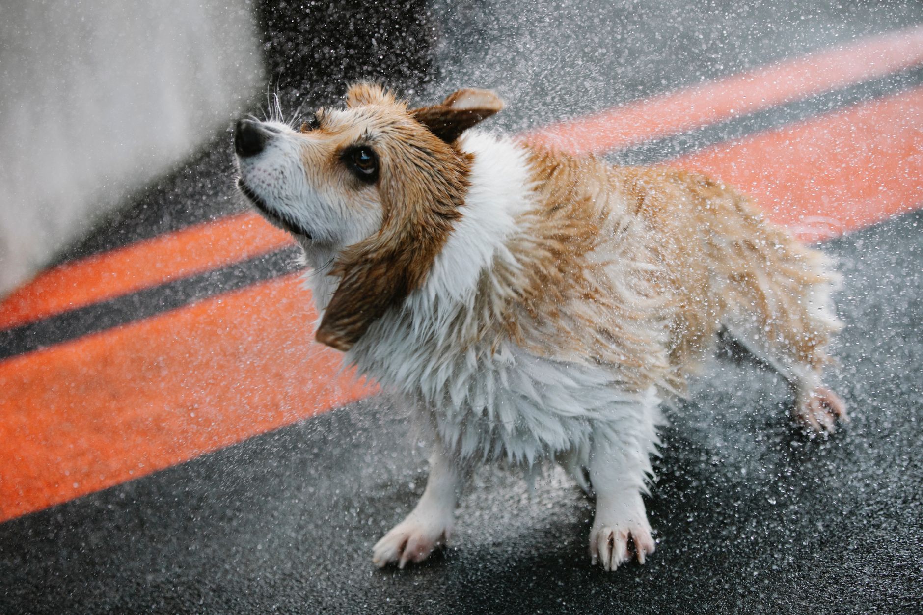 Jim's Dog Wash Belconnen