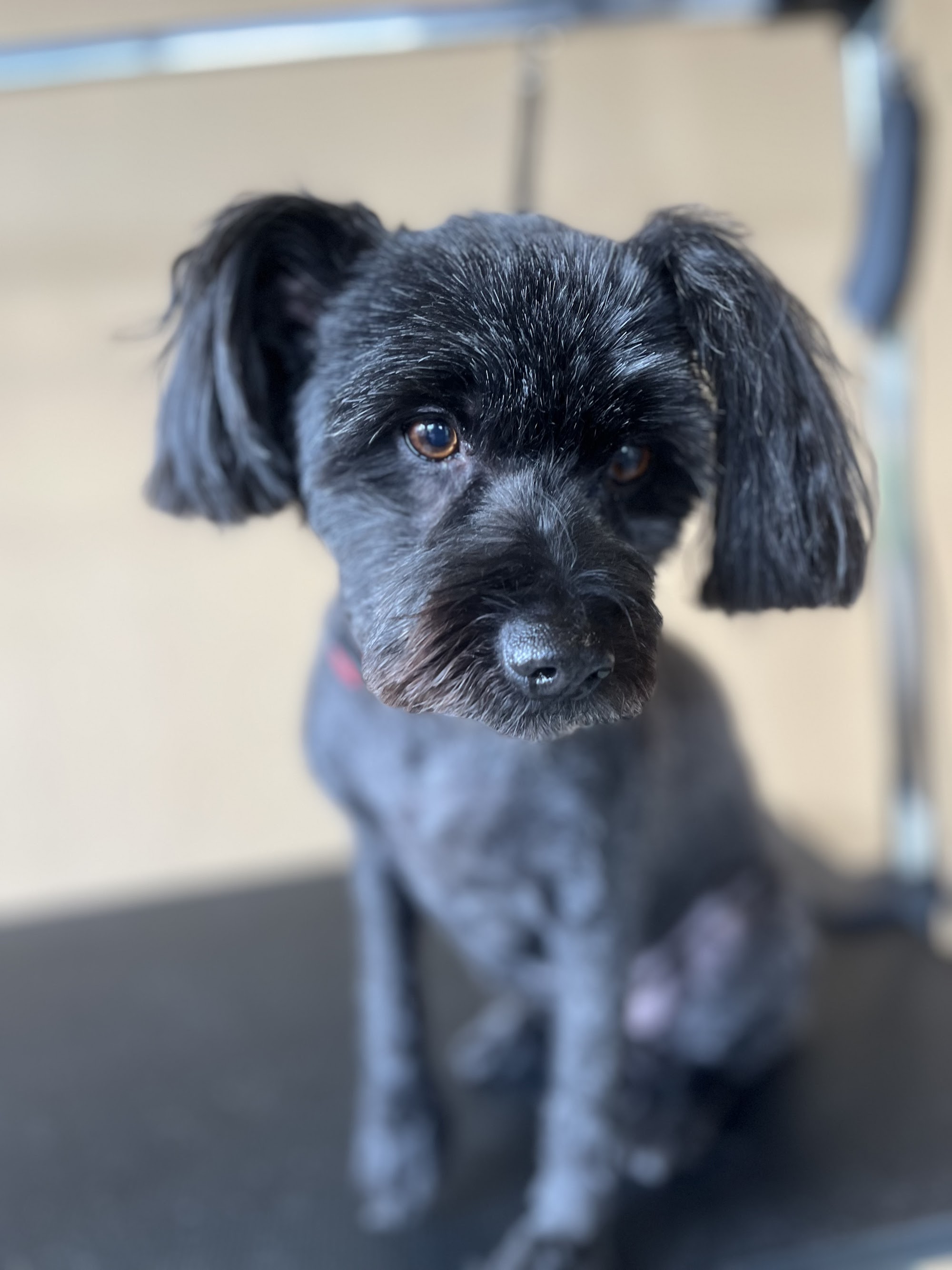 Barks & Bubbles Canberra — Pet Groomers