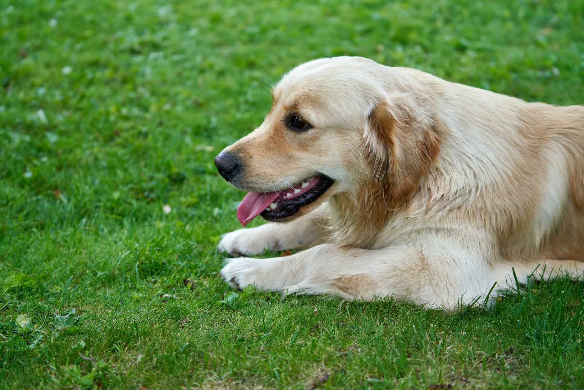 Barks & Bubbles Canberra