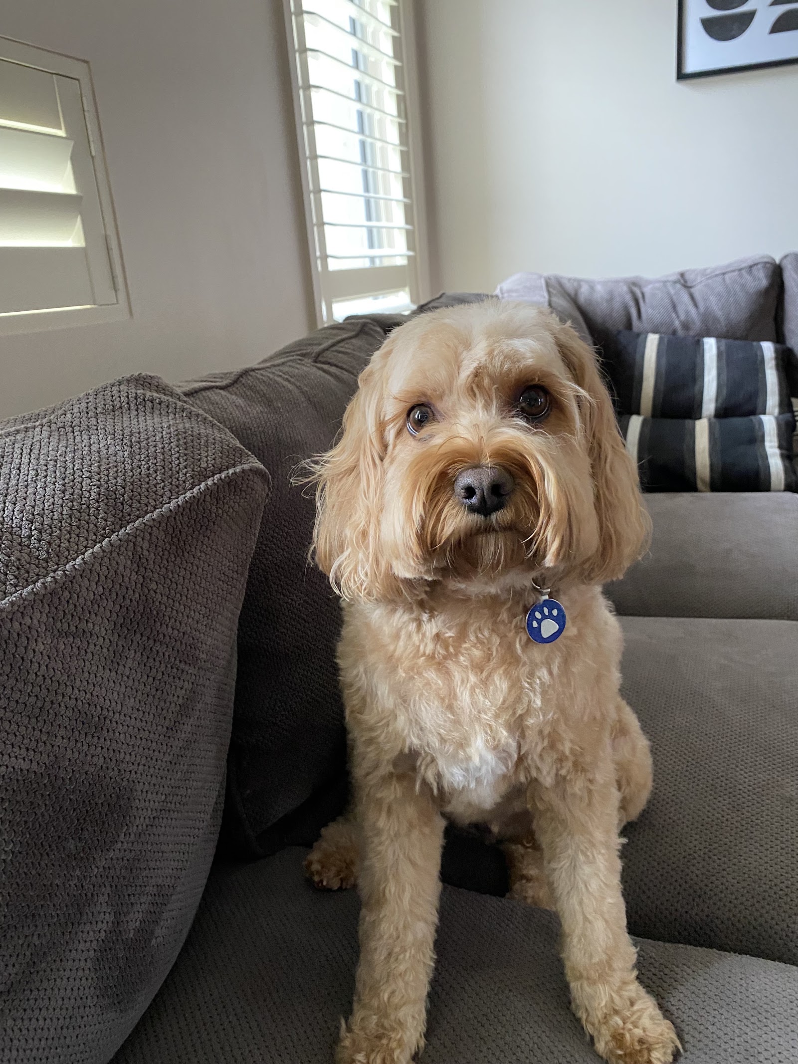 FANCY FEATHERS AND FUR — Pet Groomers