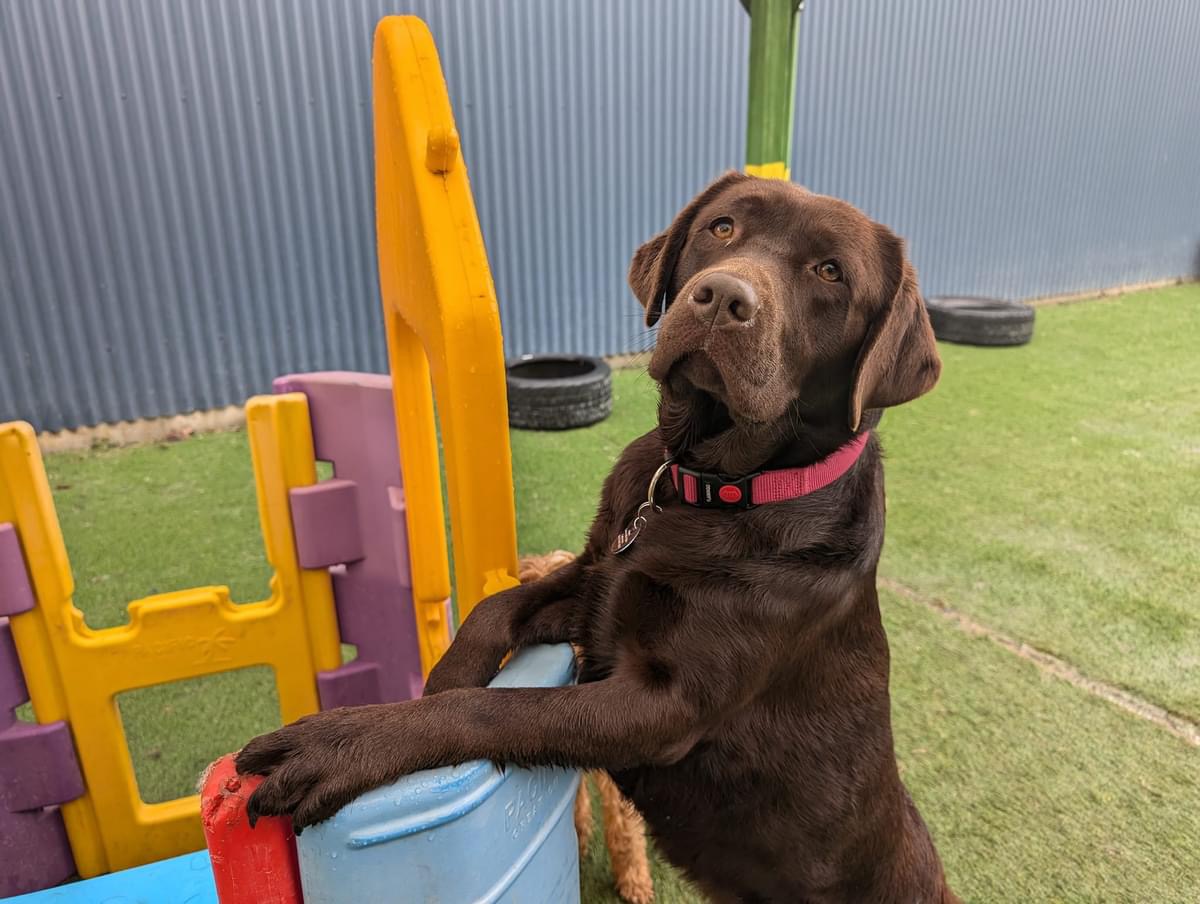 Pups4Fun Northside — Pet Groomers